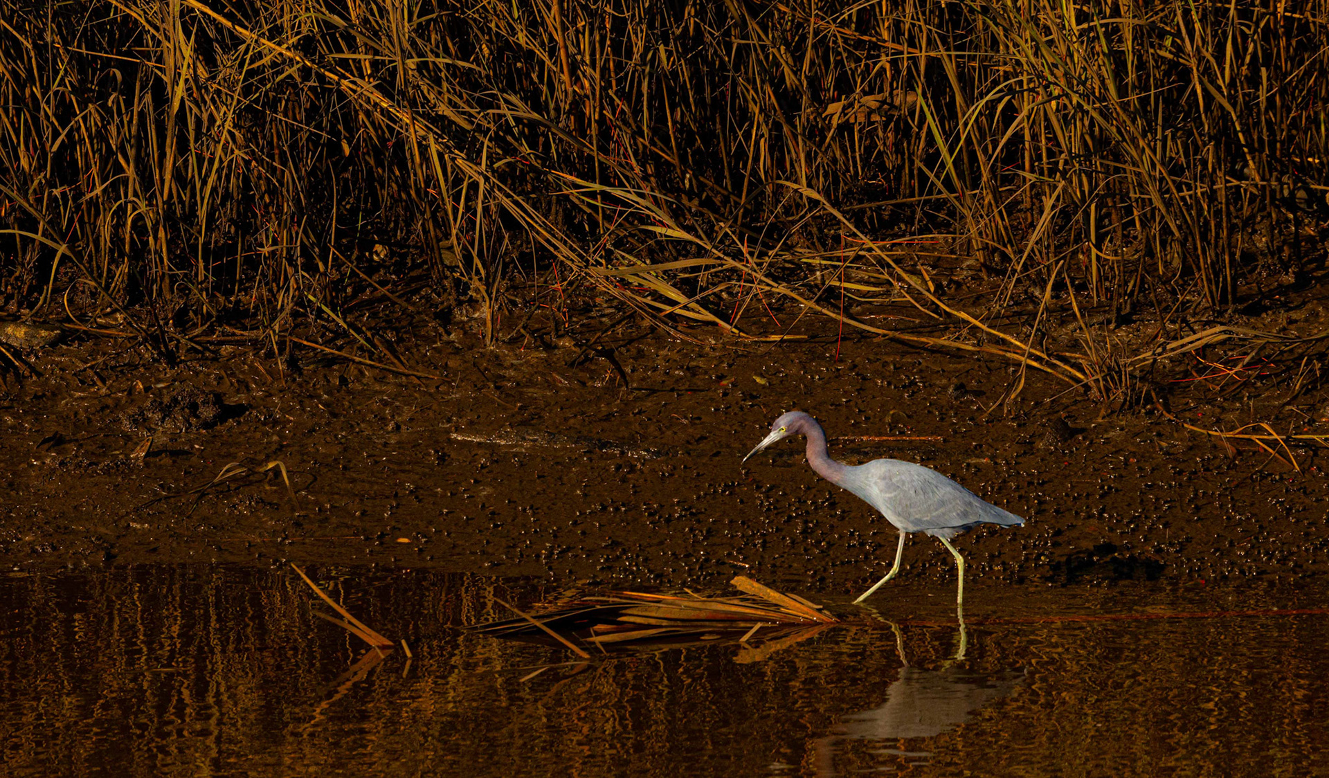 Blue Herron