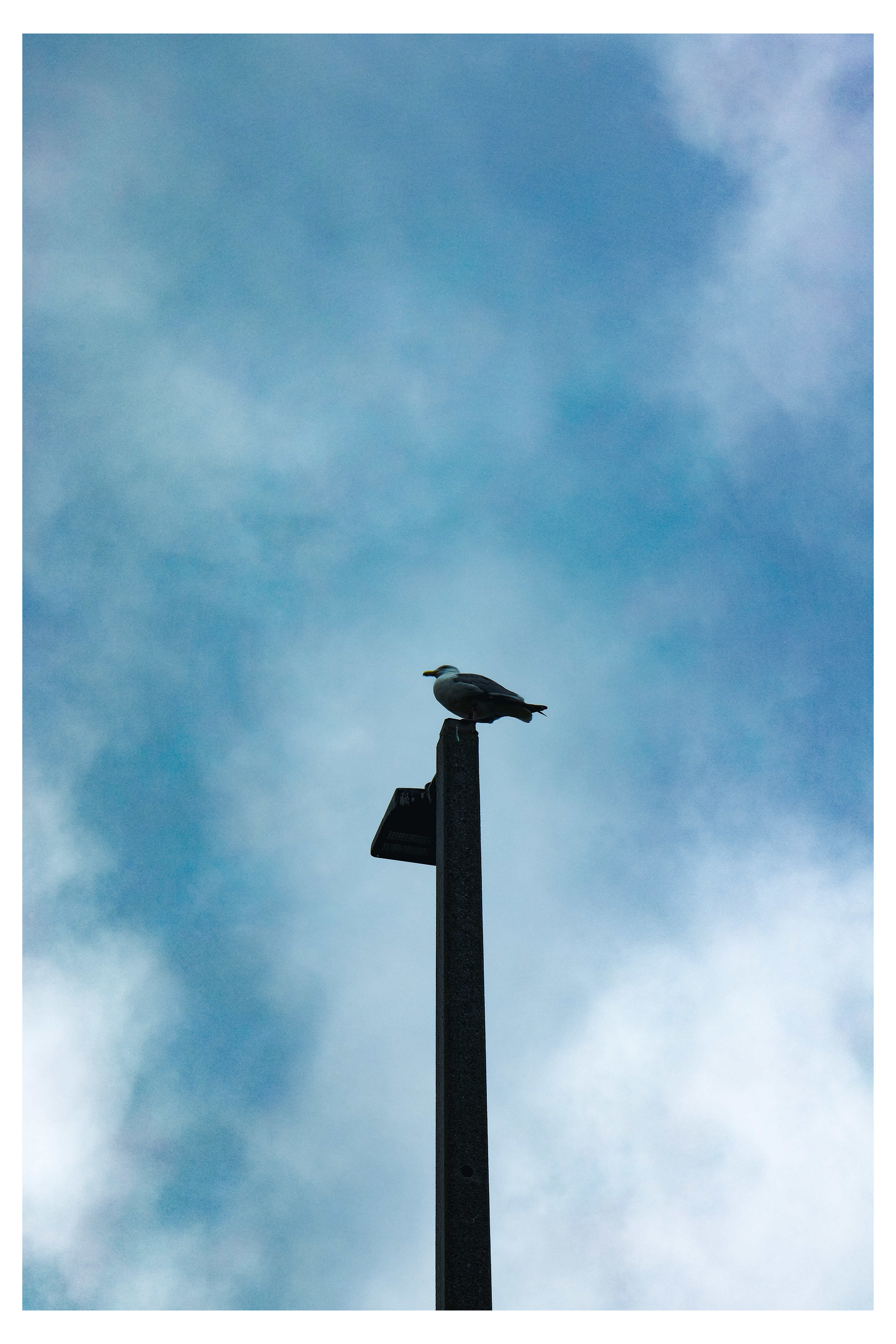 A seagull sits on top of a lightpost
