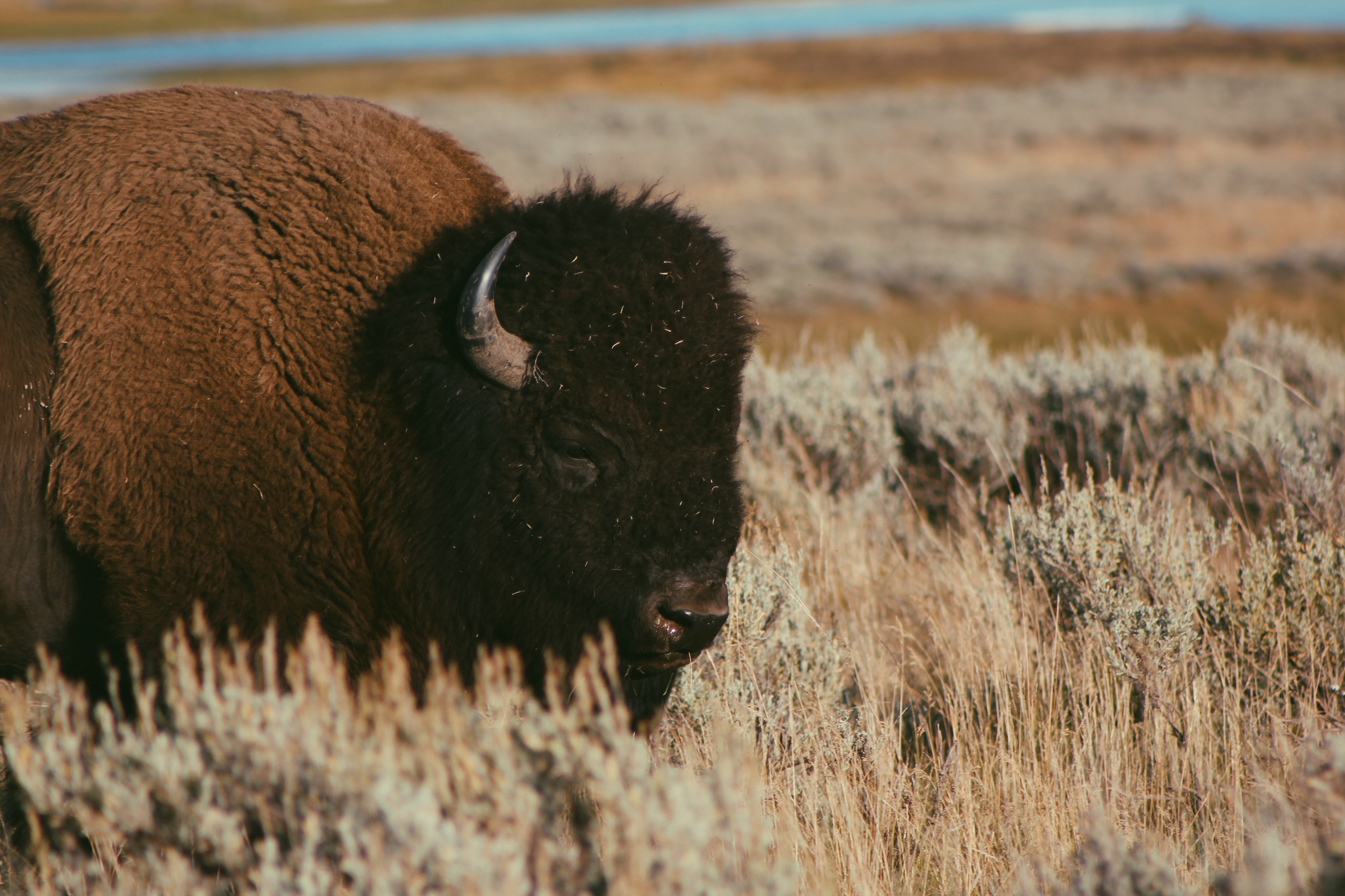 A close up shot of a bison