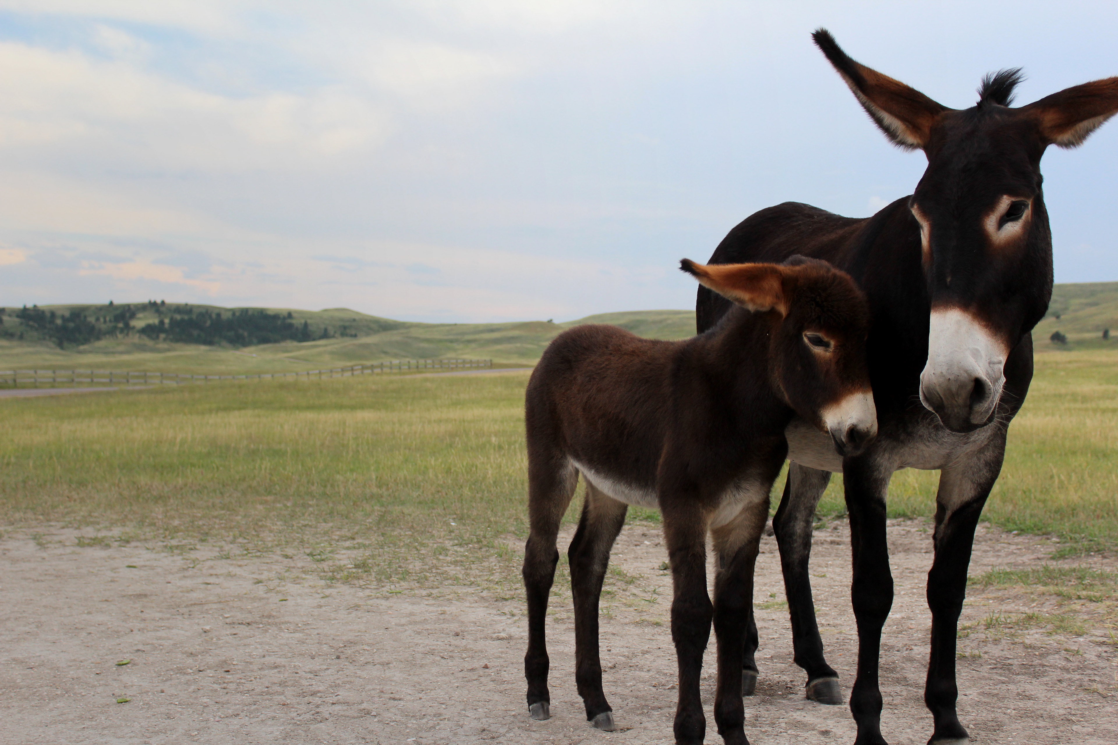 A mother donkey protects her child