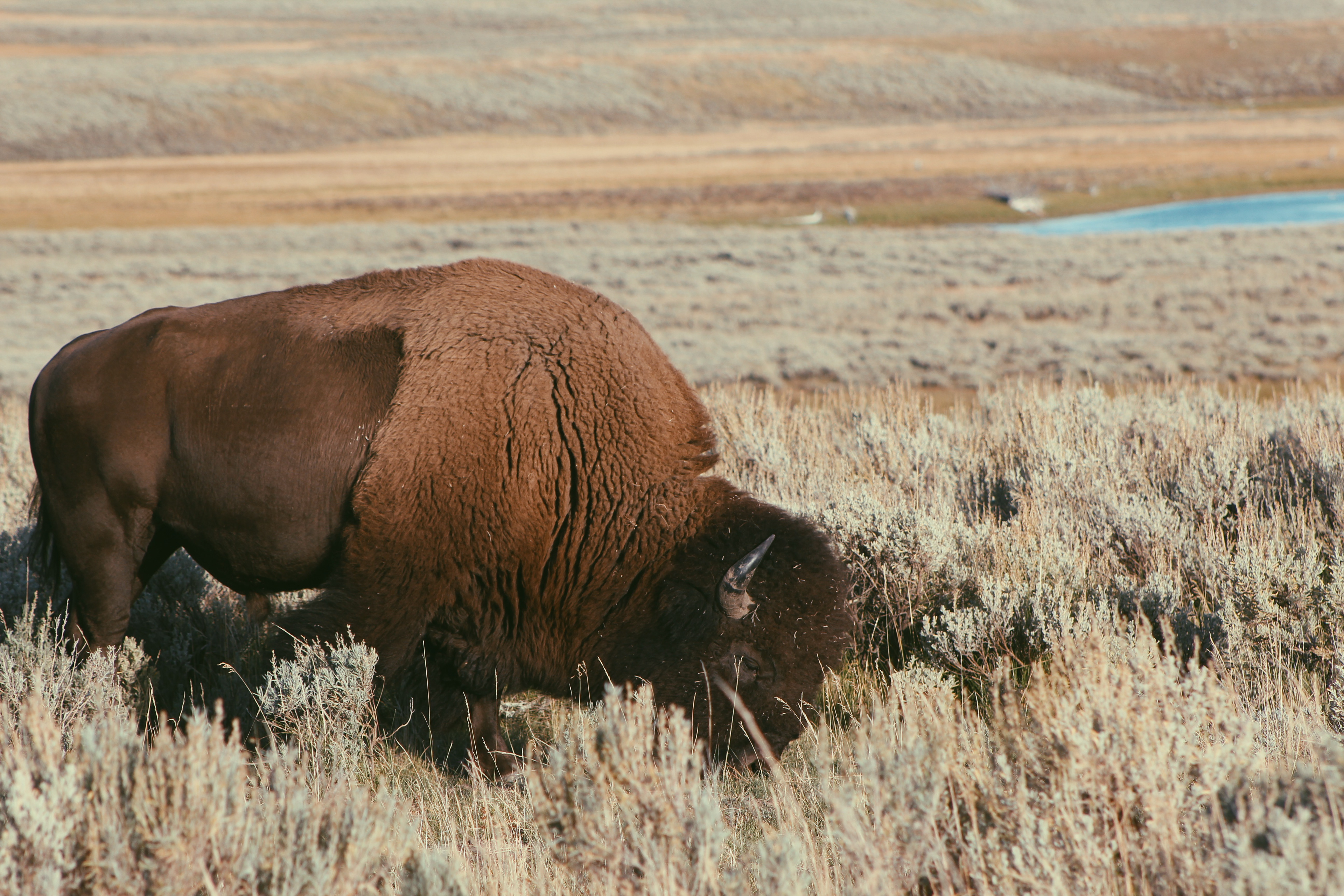 A bison grazing in a field in Yellowstone National Park