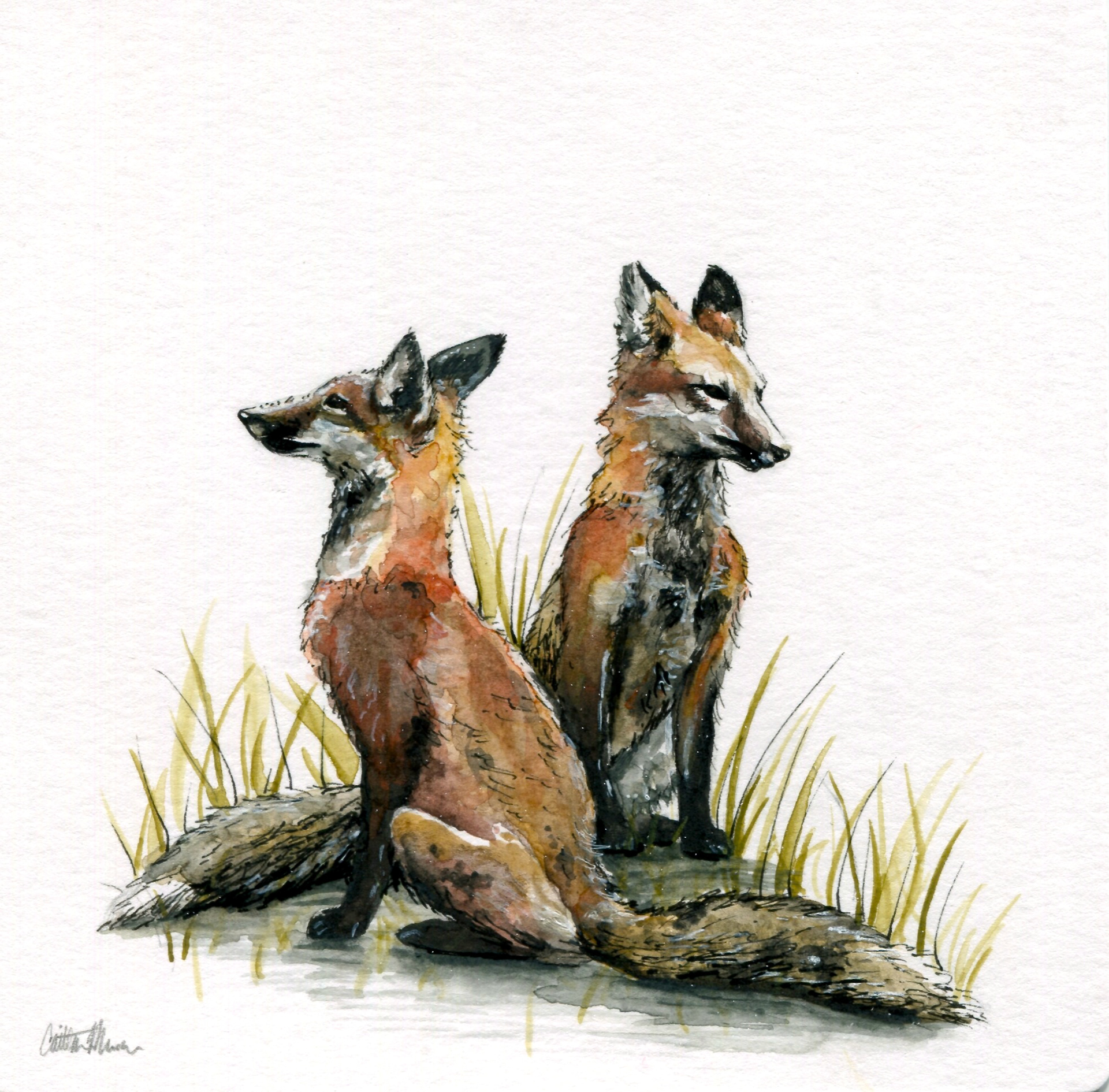 Twin Foxes - 5" x 7", watercolor & pen (2019 Gift)