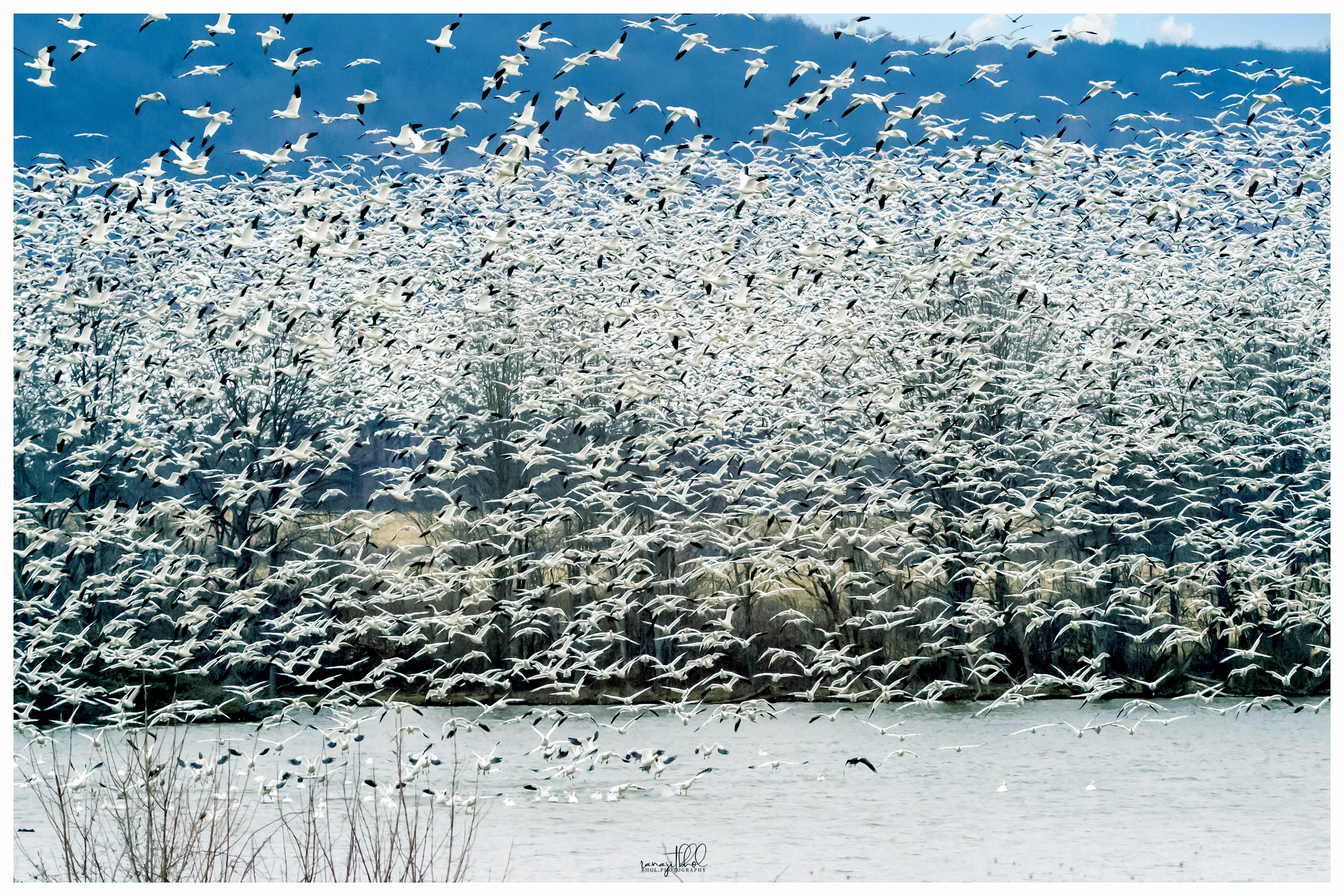 Snow Geese Migration at Middle Creek, PA