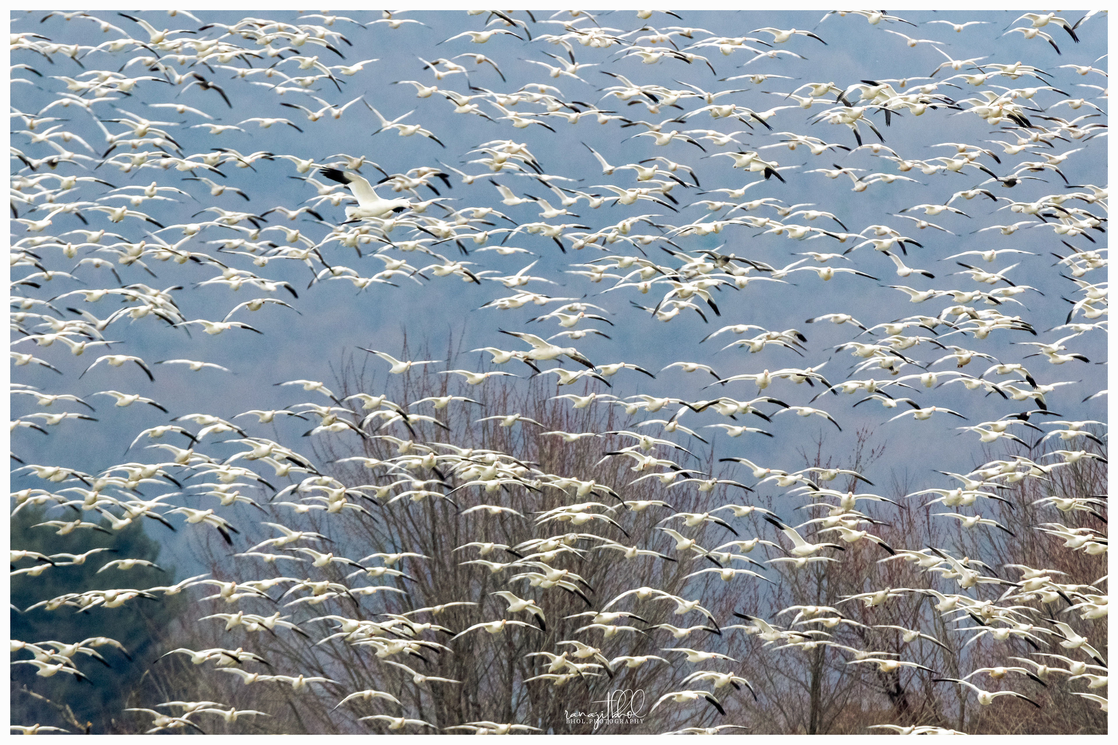 Snow Geese Migration at Middle Creek, PA