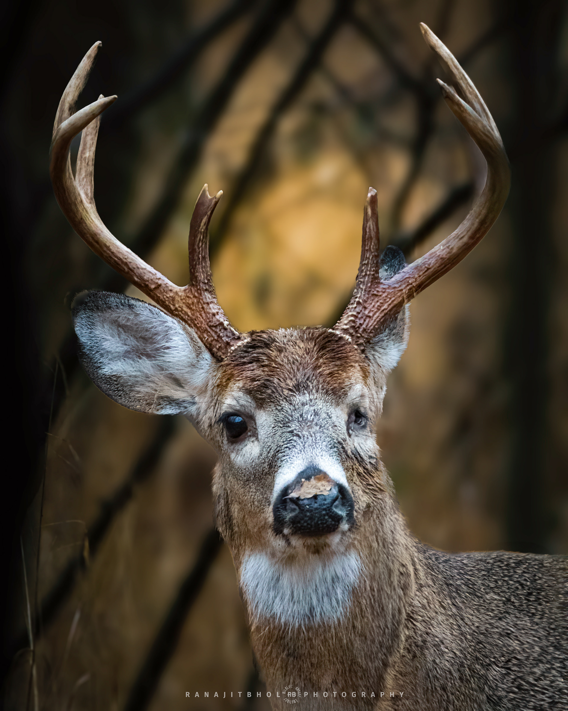 Stag White Tail Deer