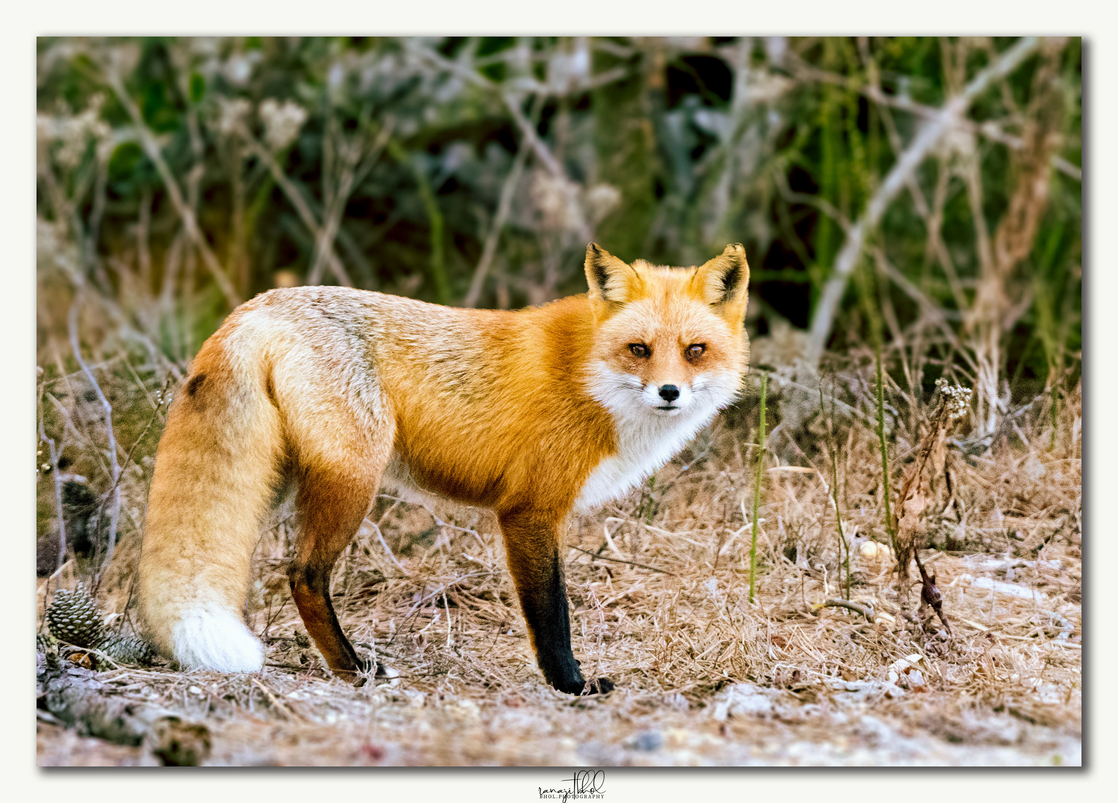 Red fox at Island Beach State Park, NJ