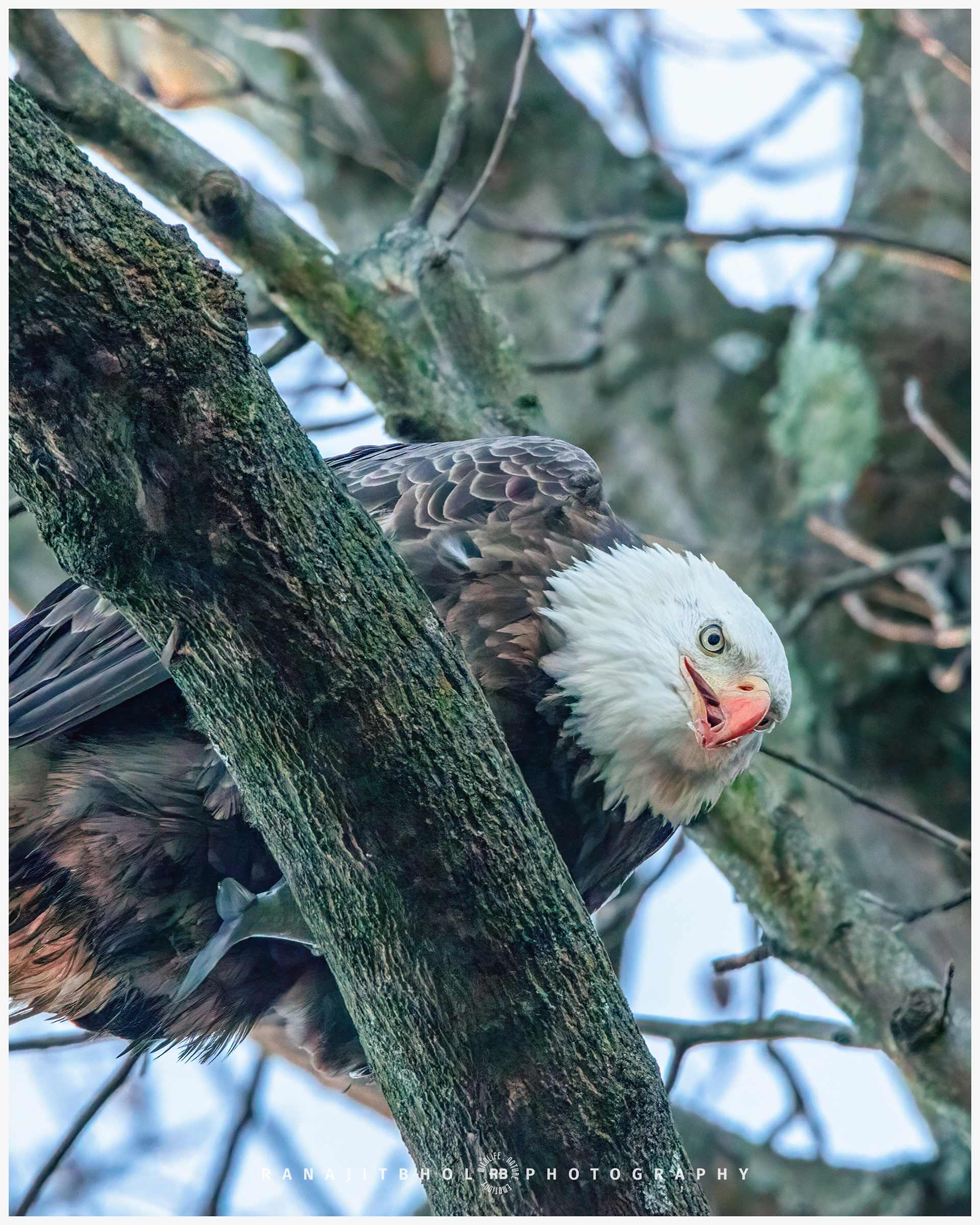 Dare not think about my fish