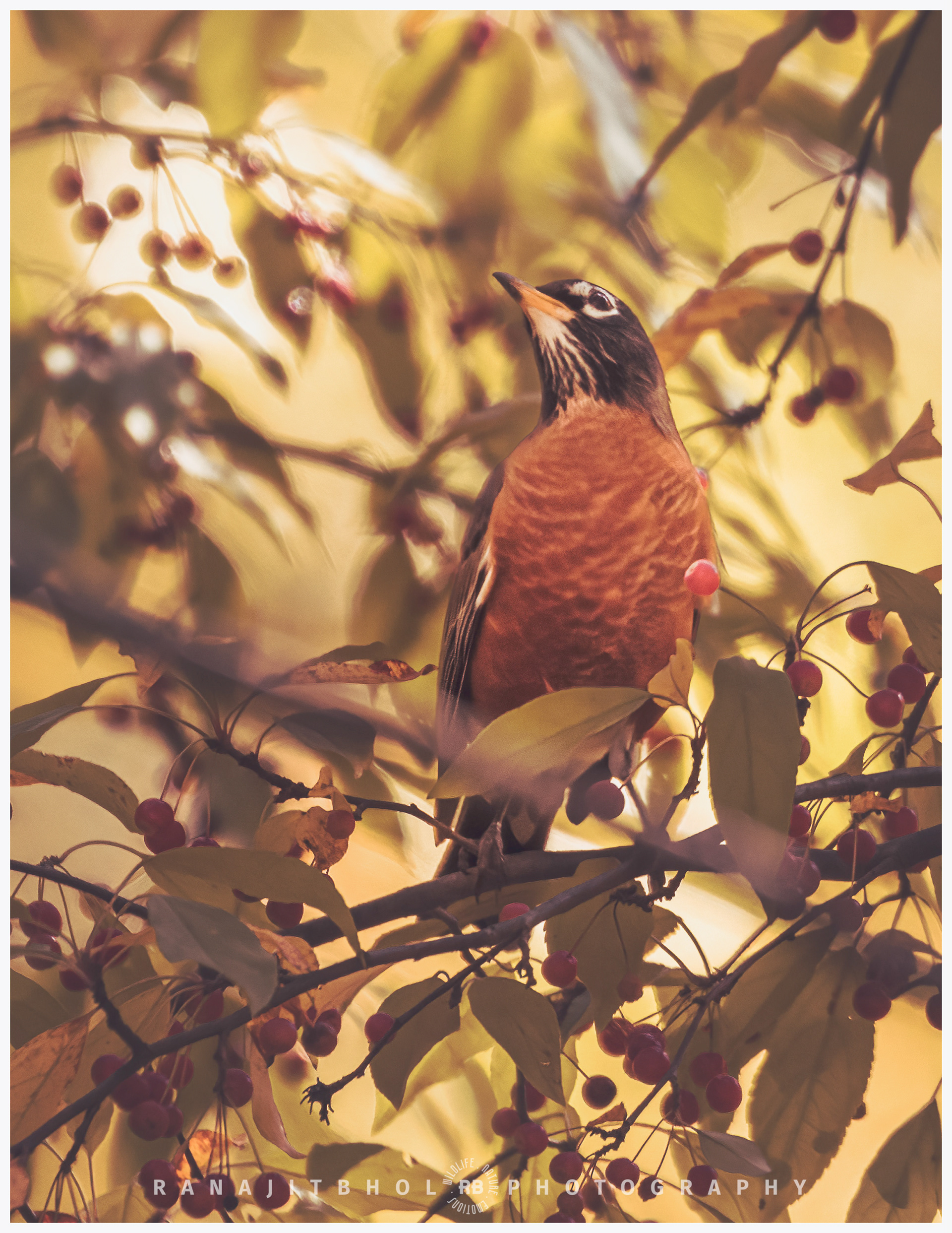 American Robin