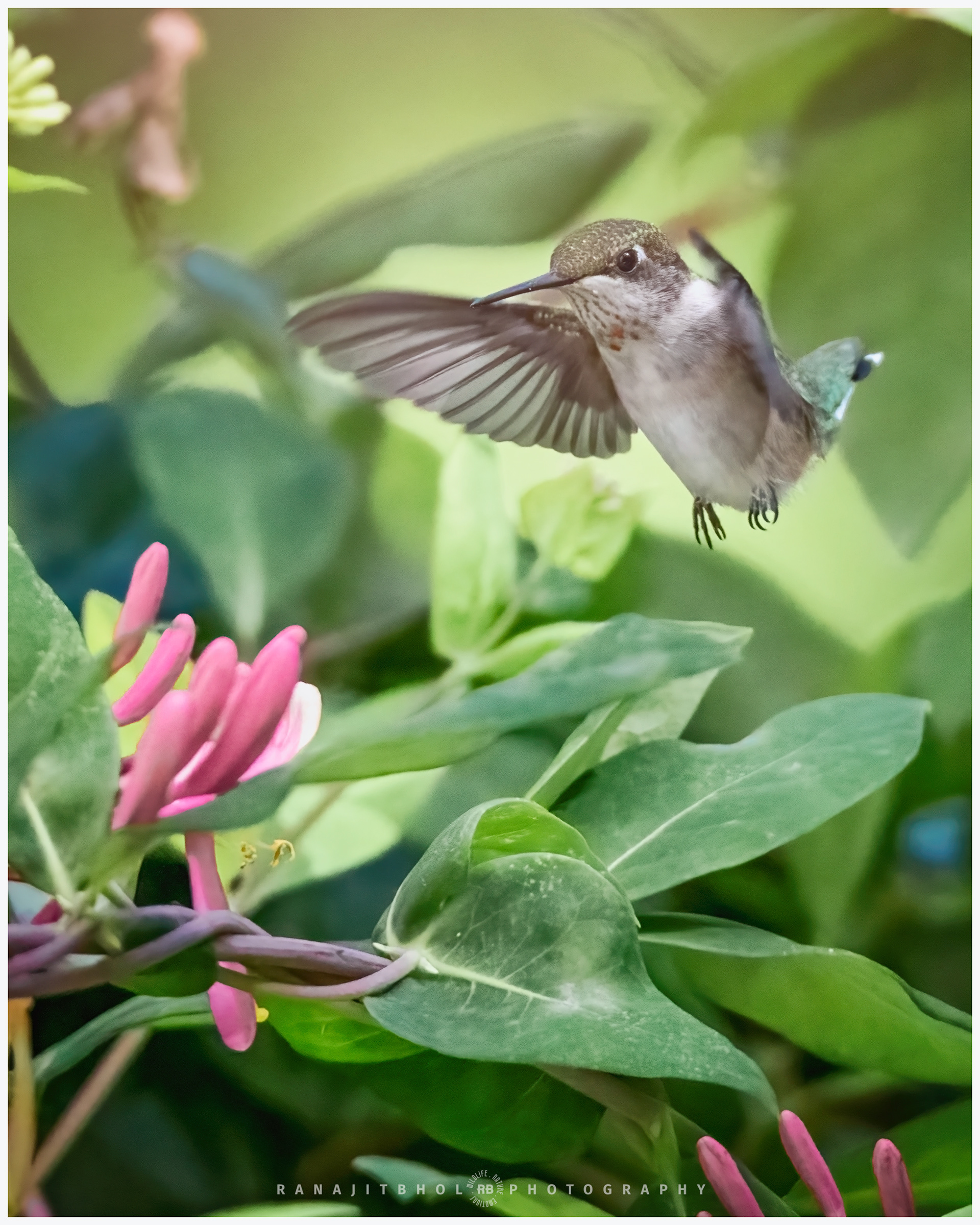 Juvenile Male Ruby Throated Hummingbird