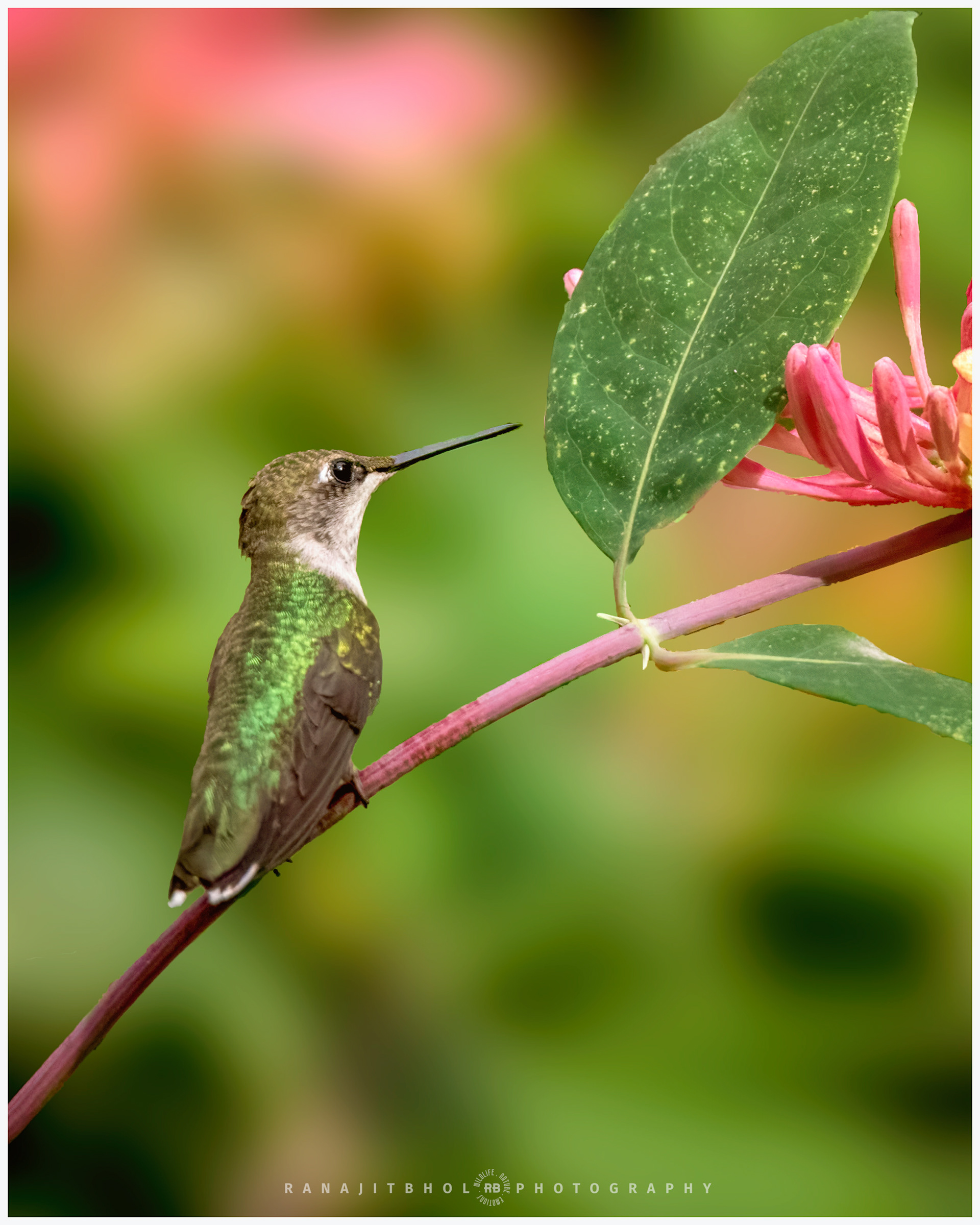 Ruby Throated Hummingbird