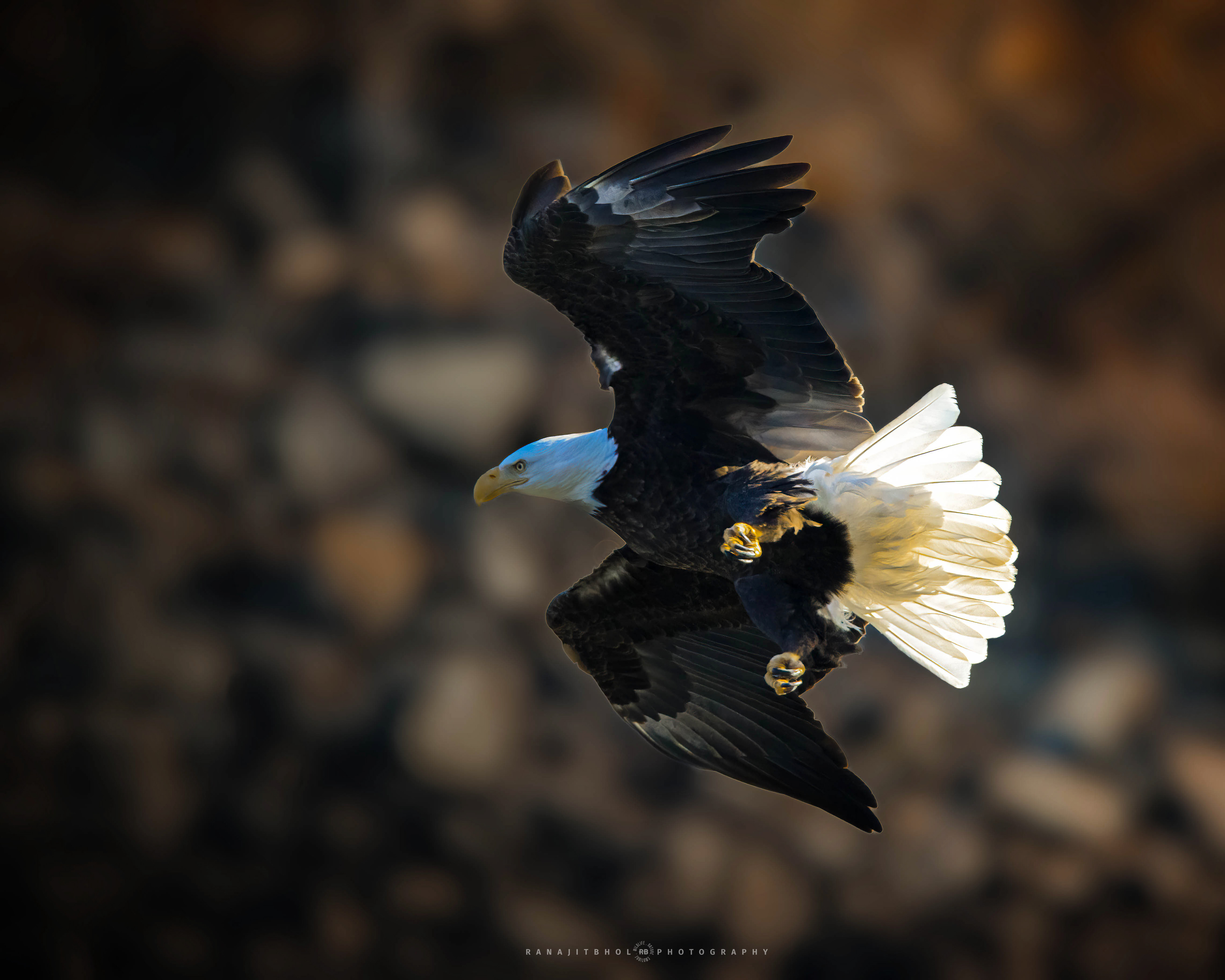 Eagle about to pounce on its Thanksgiving lunch