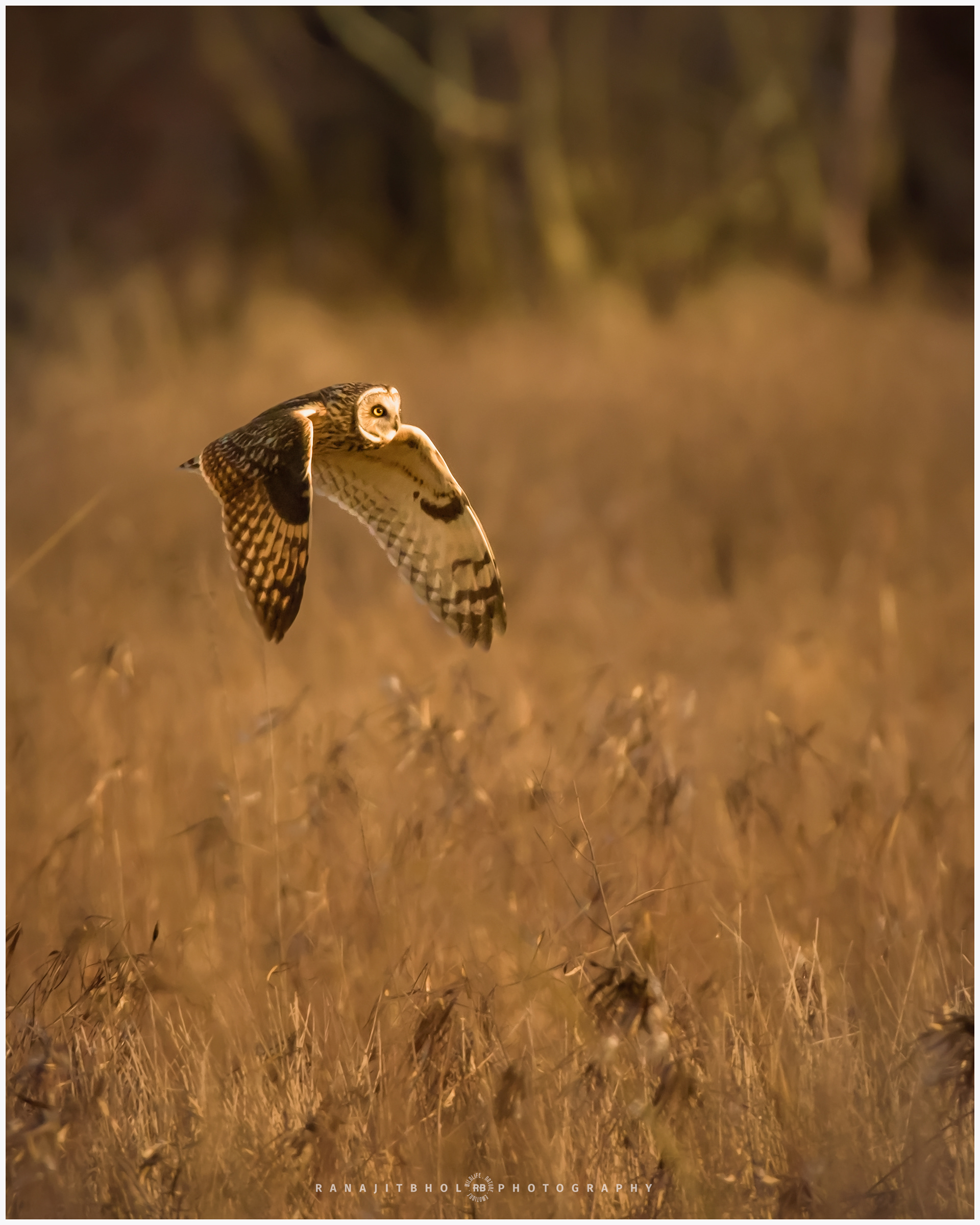 Short Eared Owl in flight