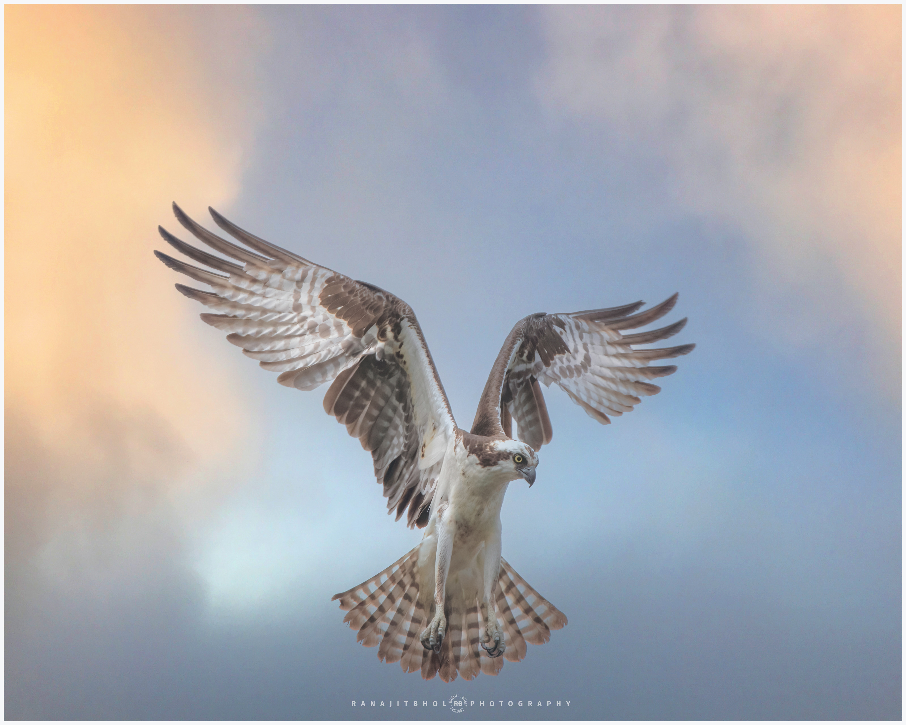 Osprey hovering over before taking a dive