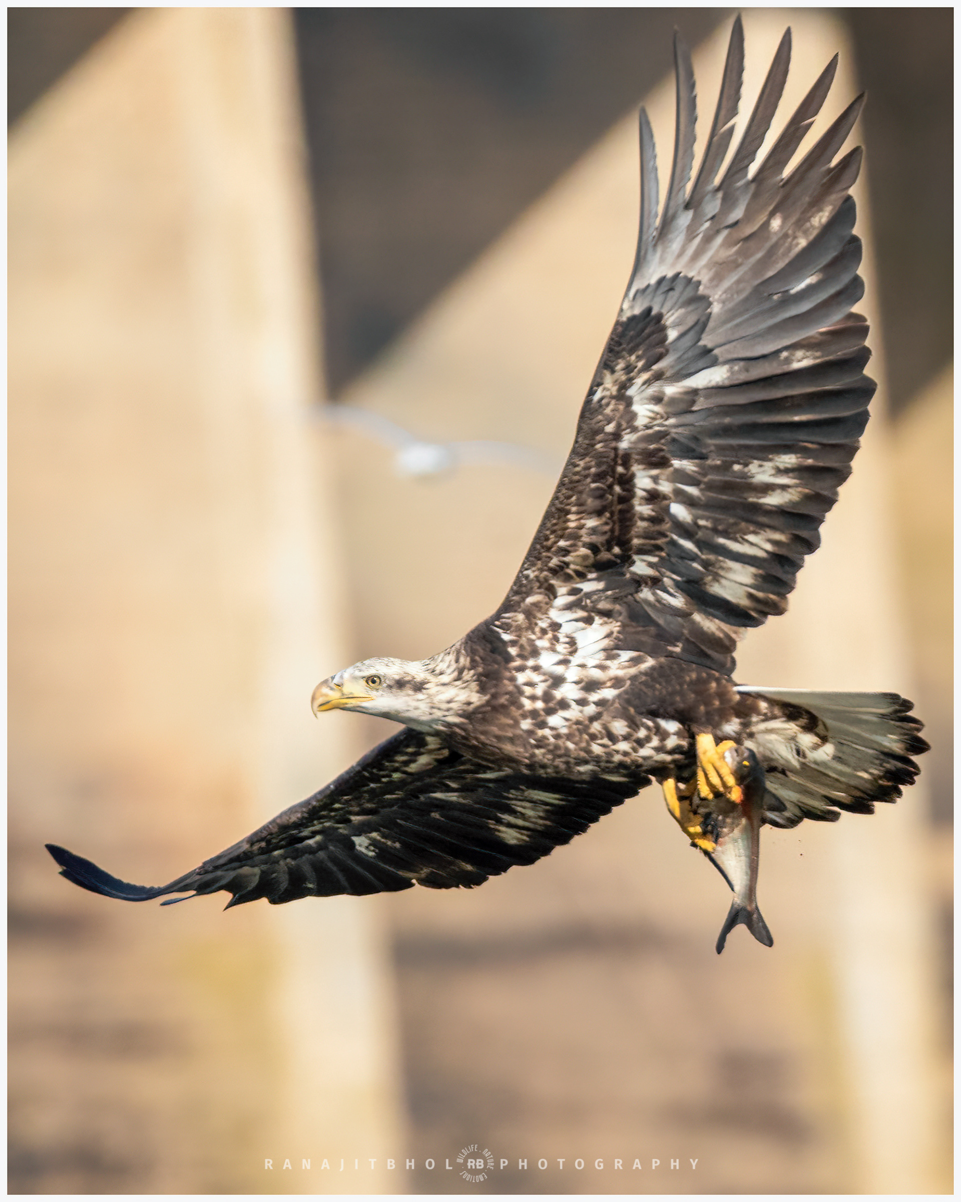 Immature Bald Eagle with a catch