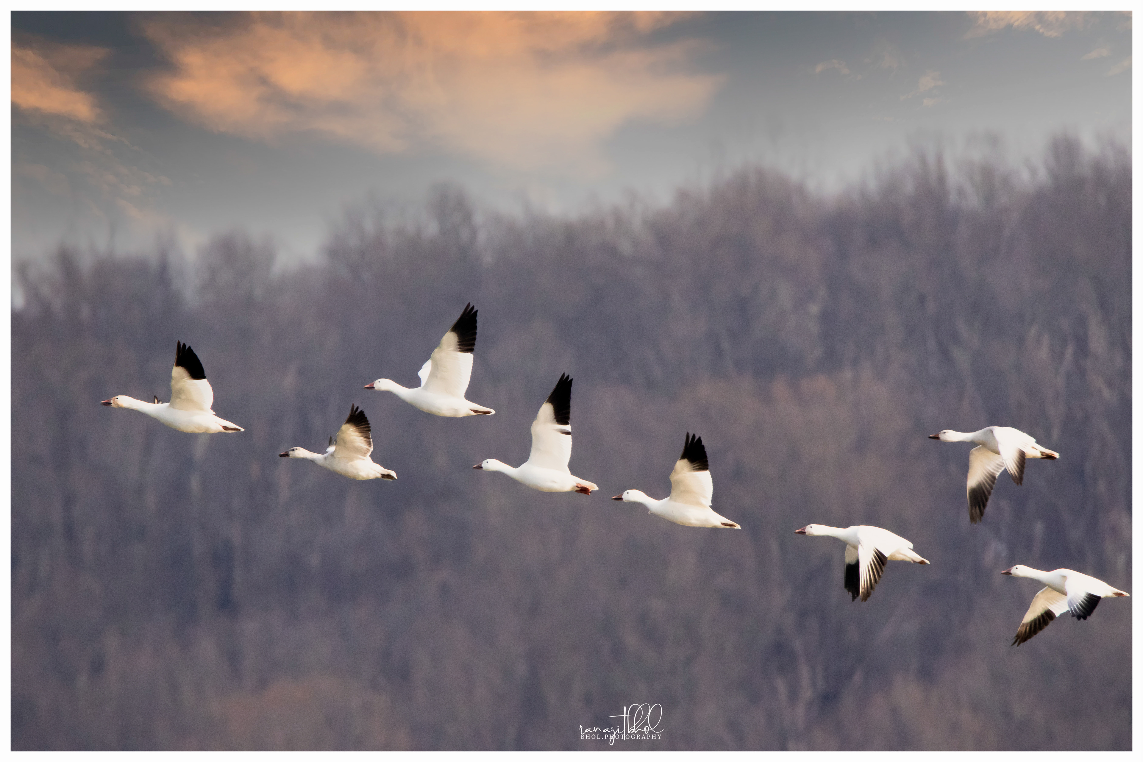 Snow Geese Migration at Middle Creek, PA