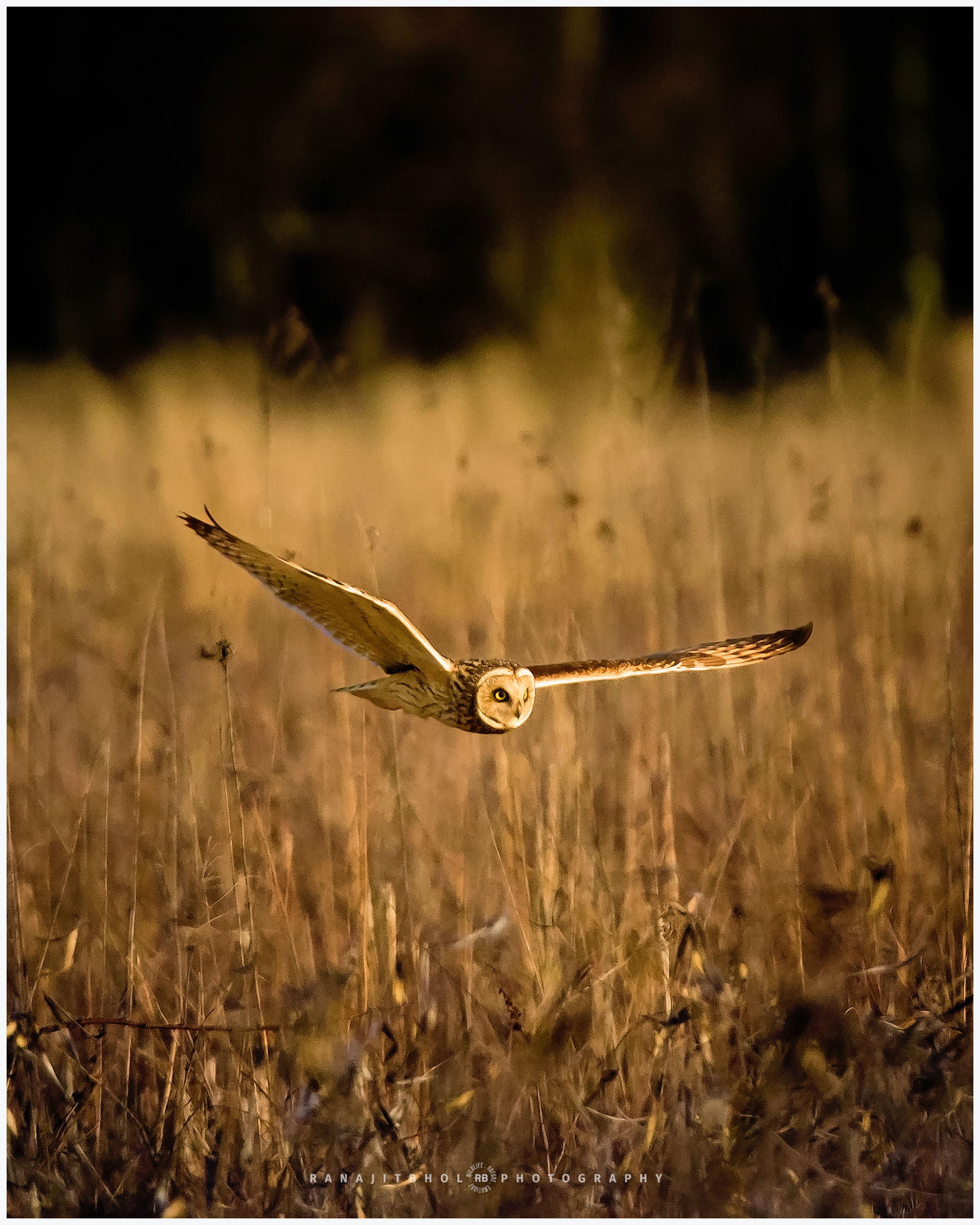 Short Eared Owl in flight