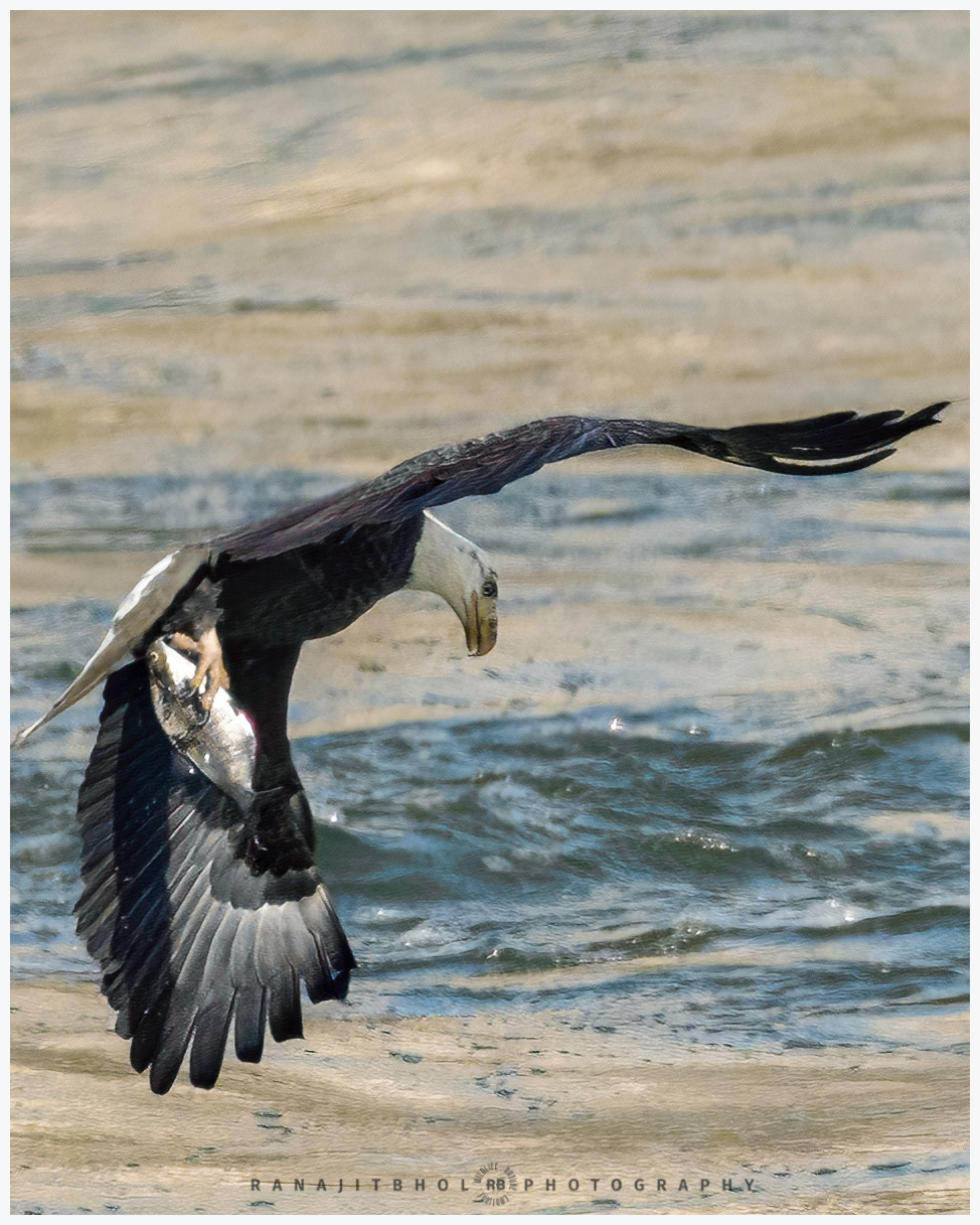 Let me hide it from the other intruders...Bald eagle with a catch