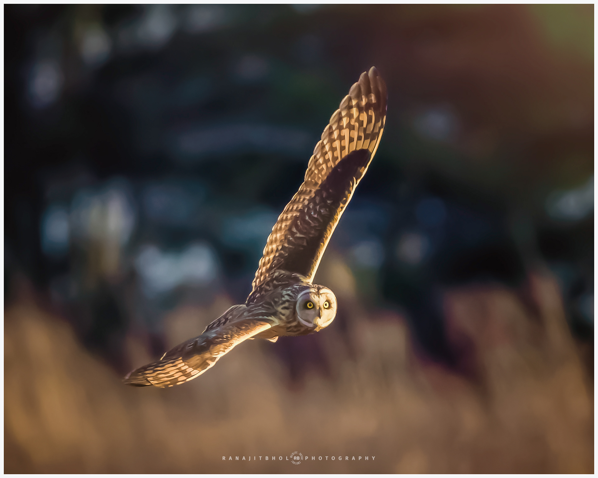 Short Eared Owl