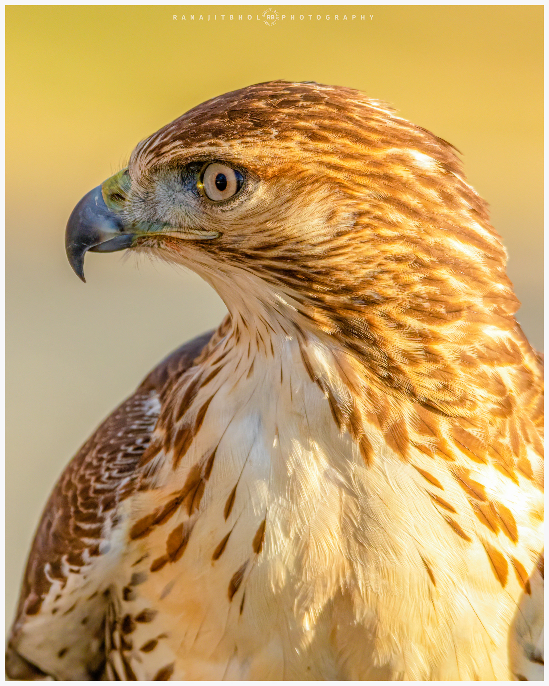 Female Red-Tailed Hawk