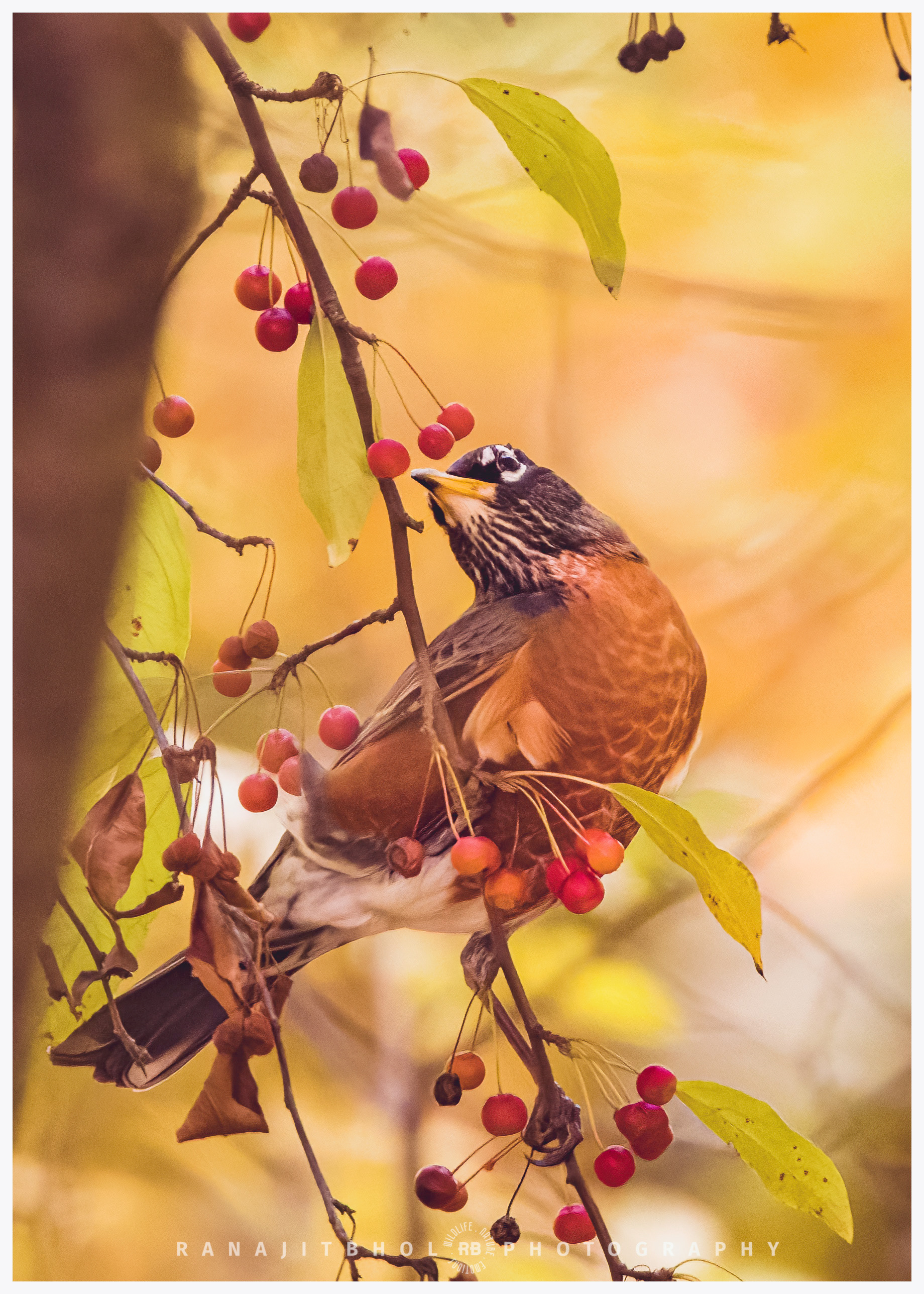 American Robin