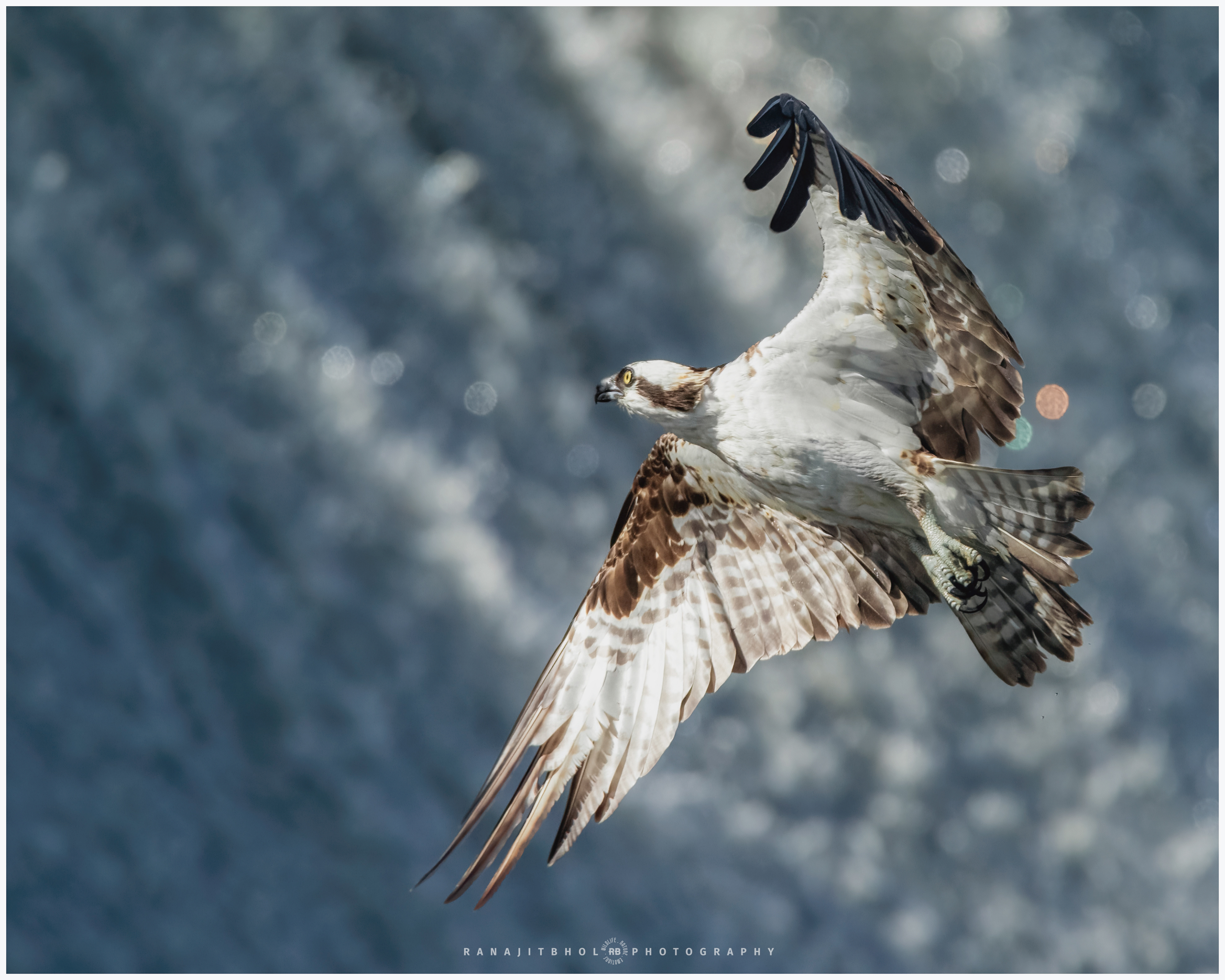 Osprey in-front of a water fall from a reservoir