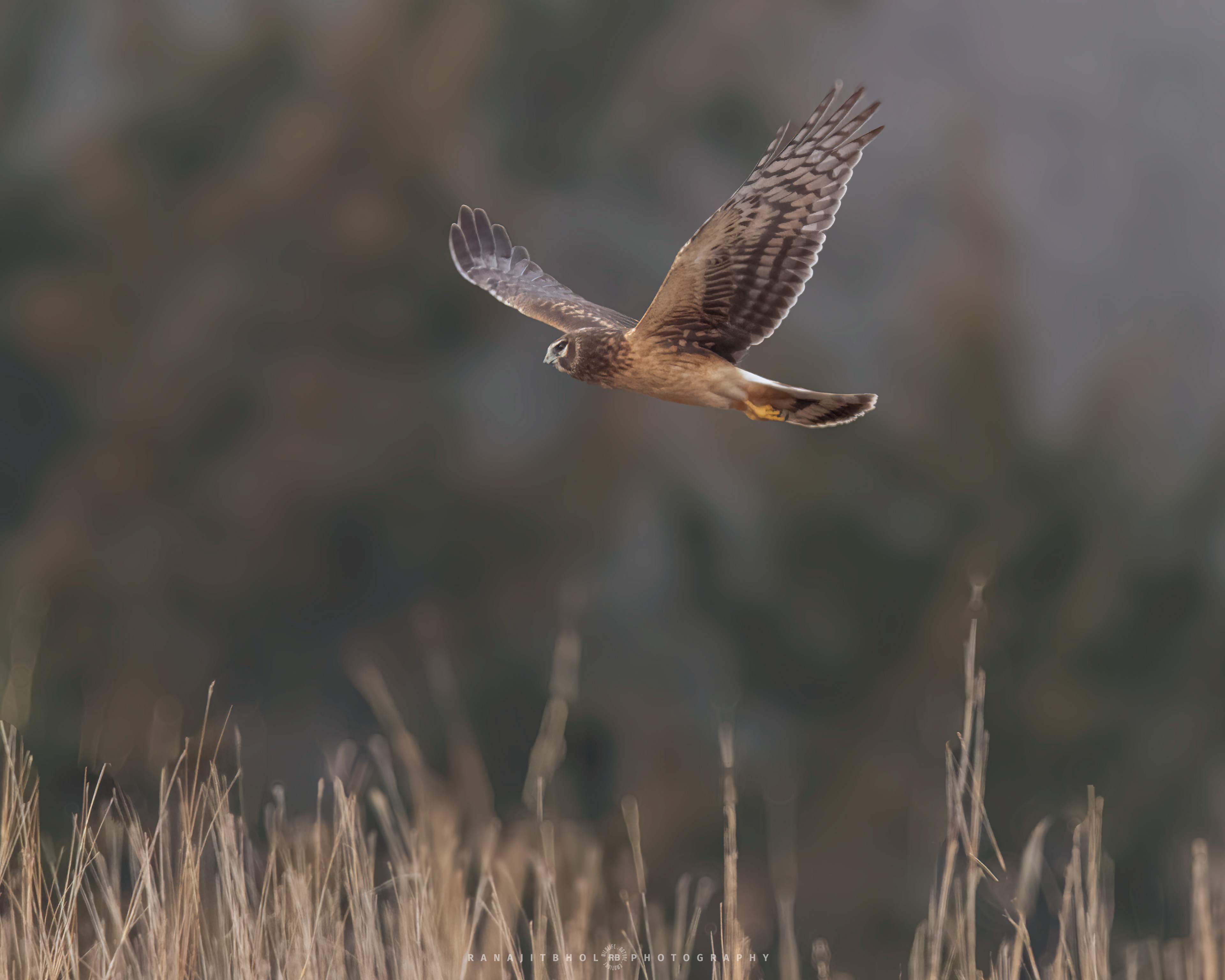Northern Harrier - Female
