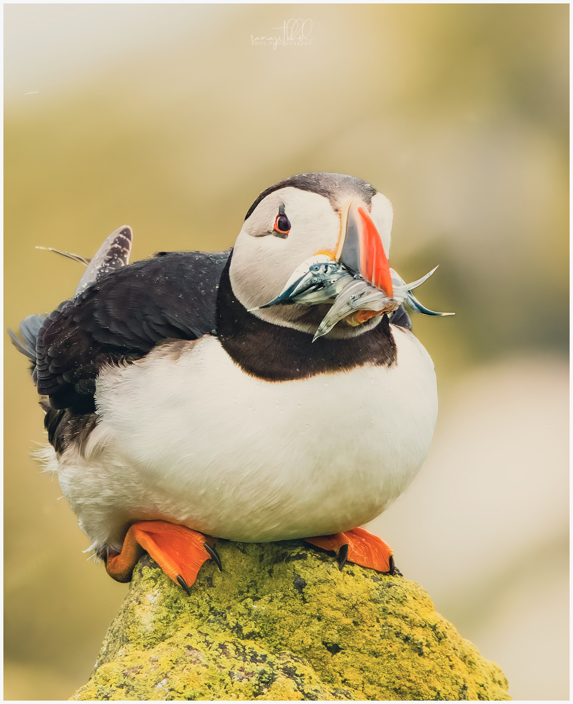 Atlantic puffin, Isle of May, Scotland