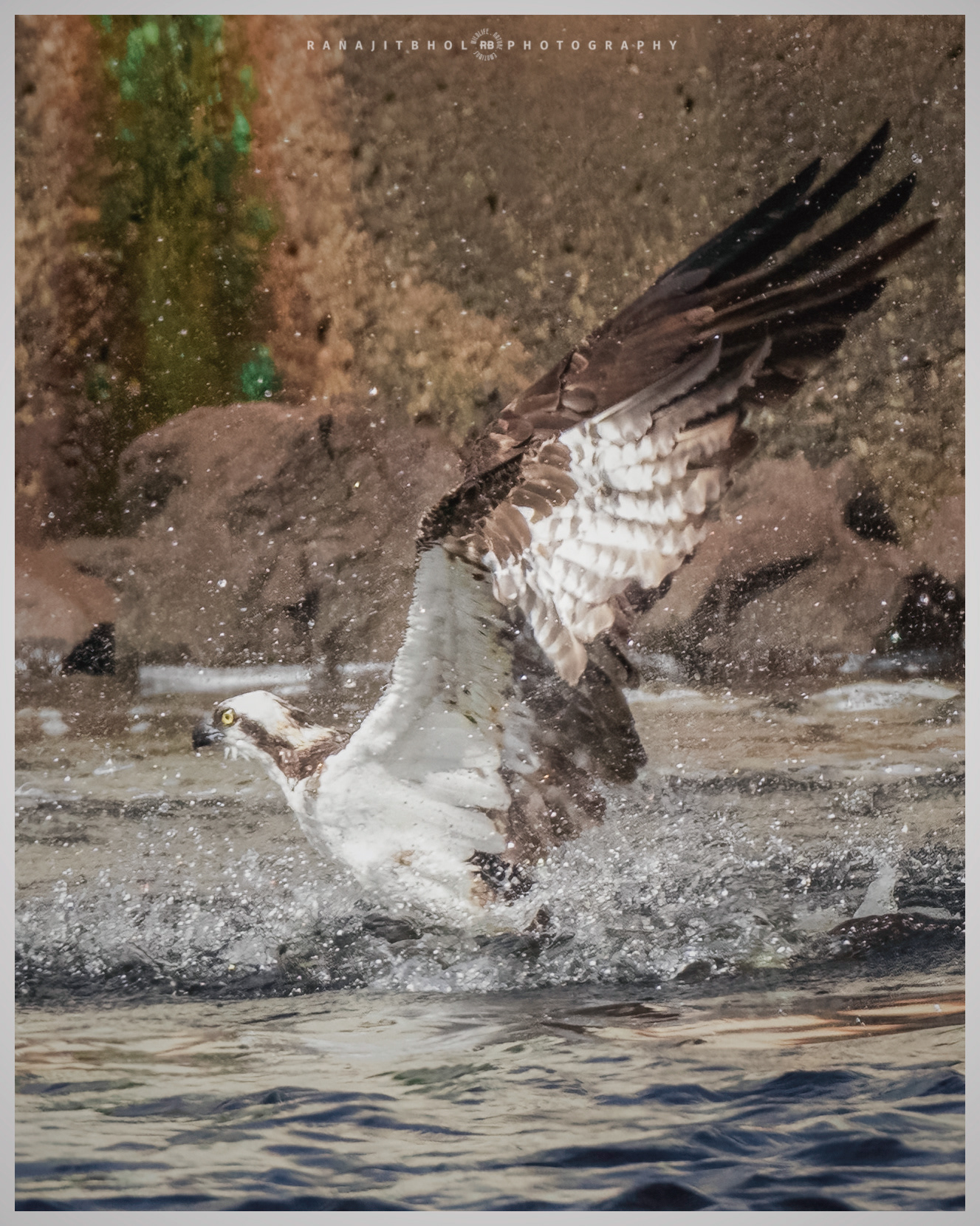 Diving for the fish - Osprey