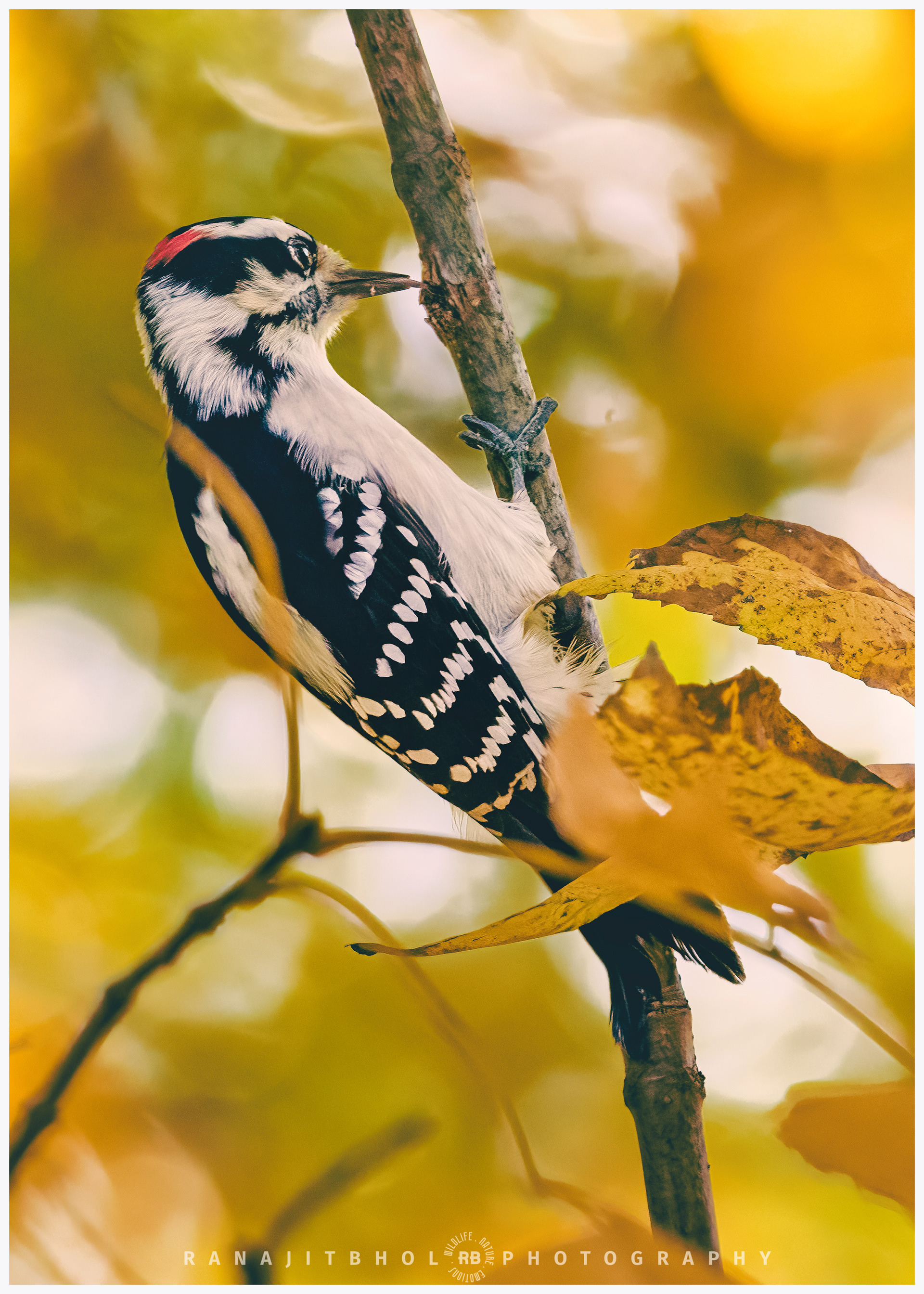 Northern Woodpecker