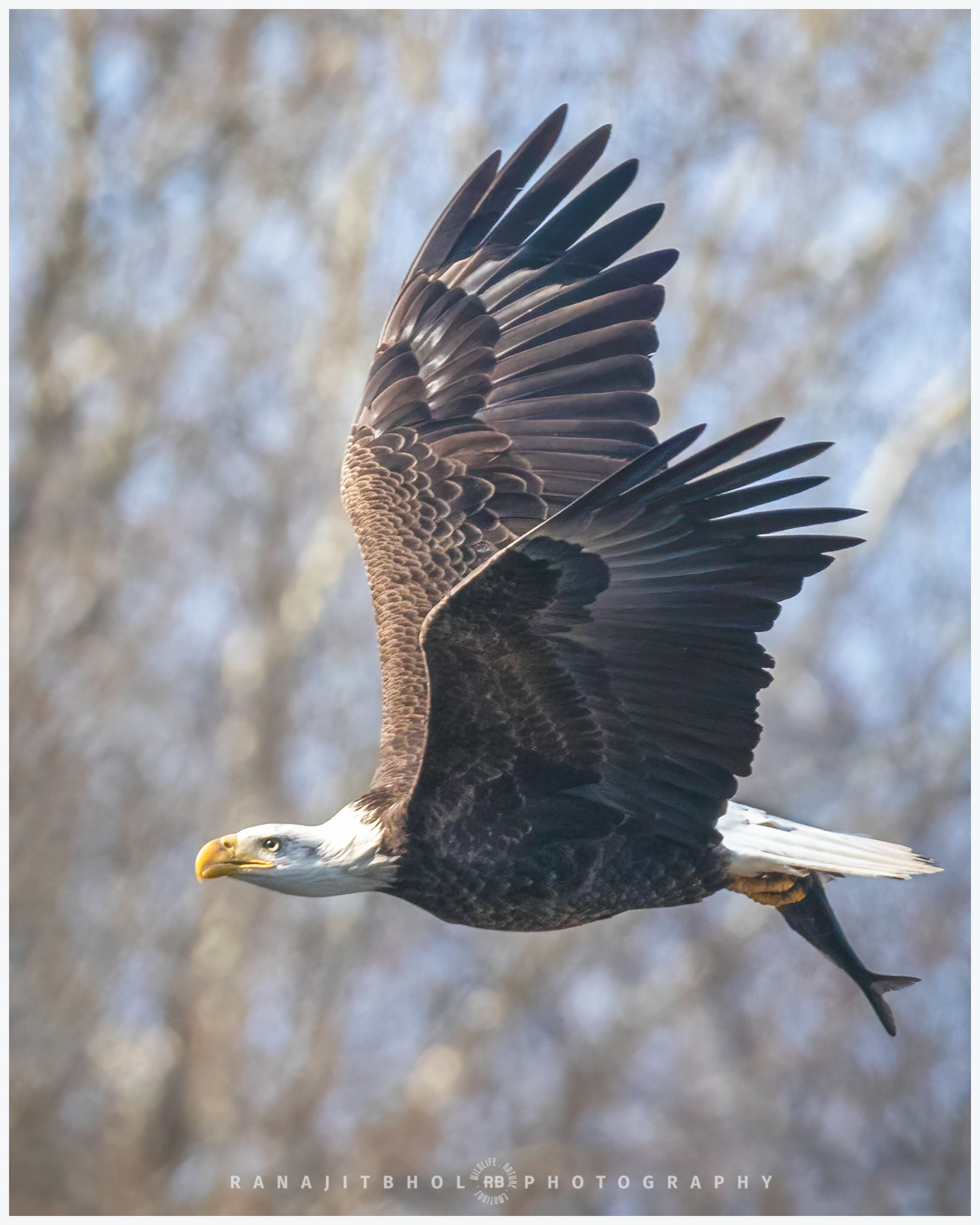 Mature Bald Eagle with a fish