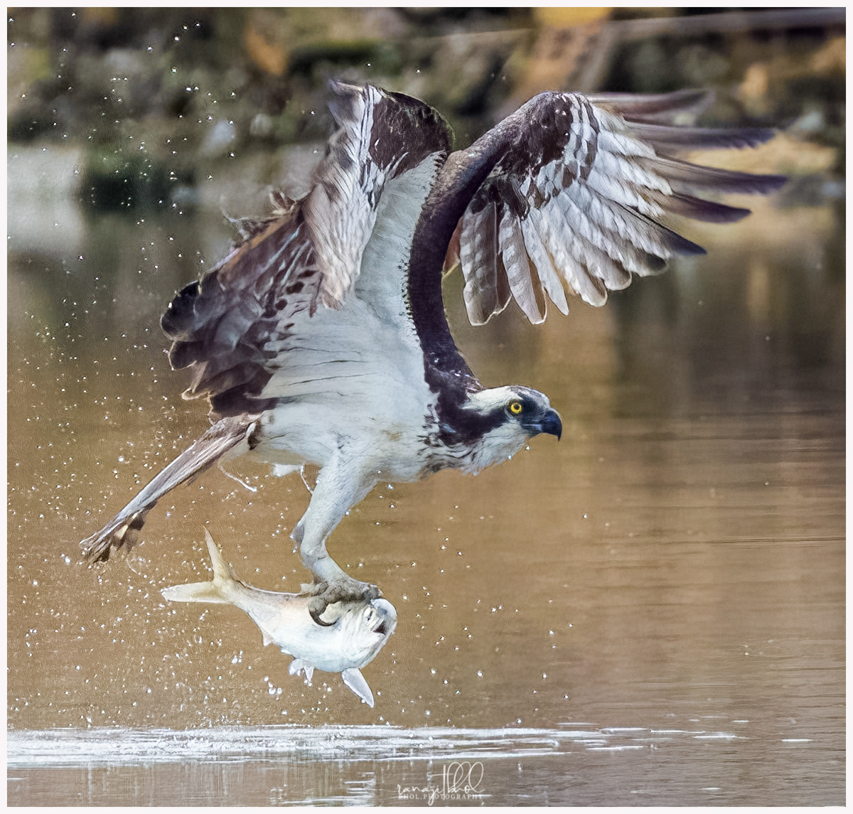 Osprey with its prized catch