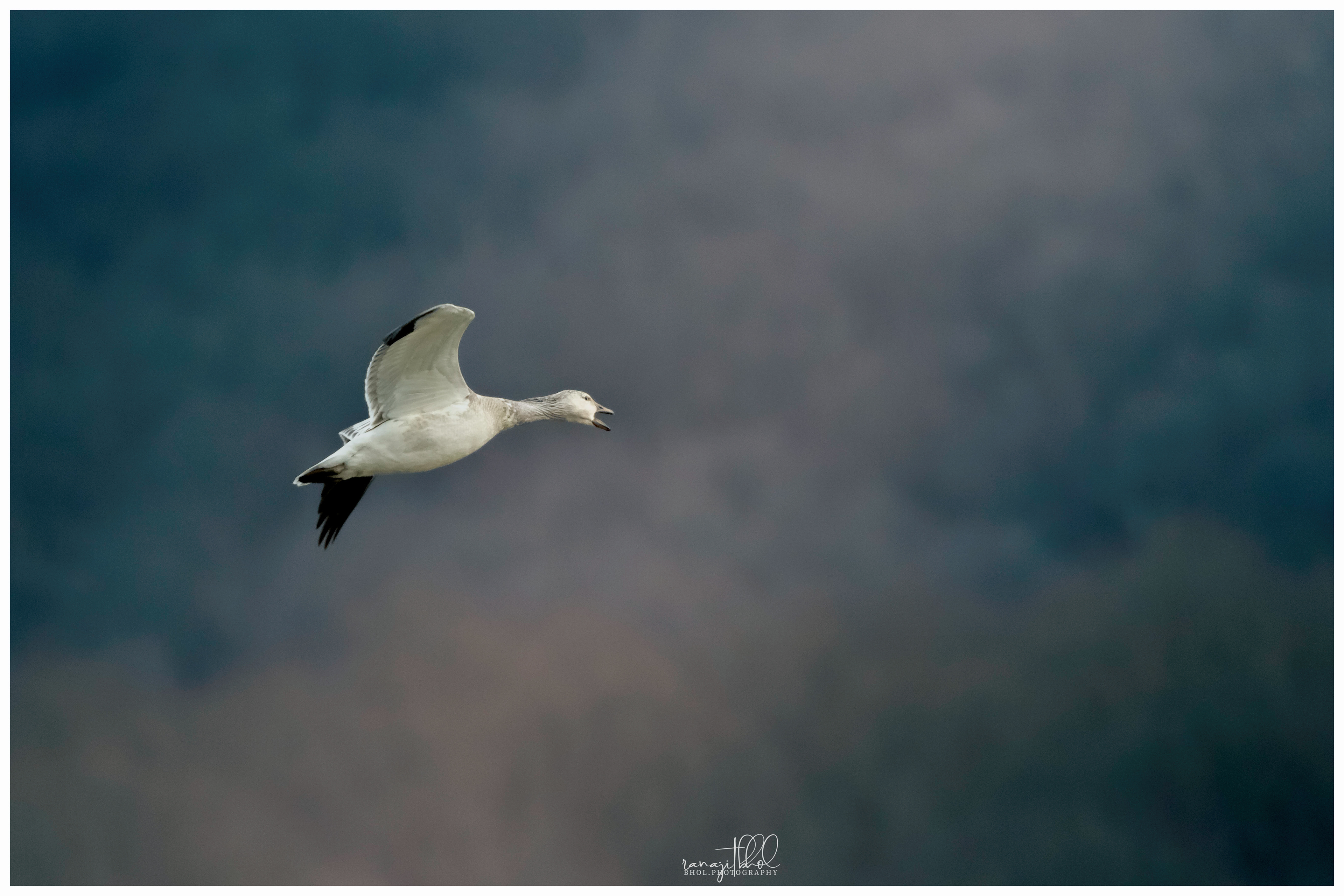 Snow Geese Migration at Middle Creek, PA