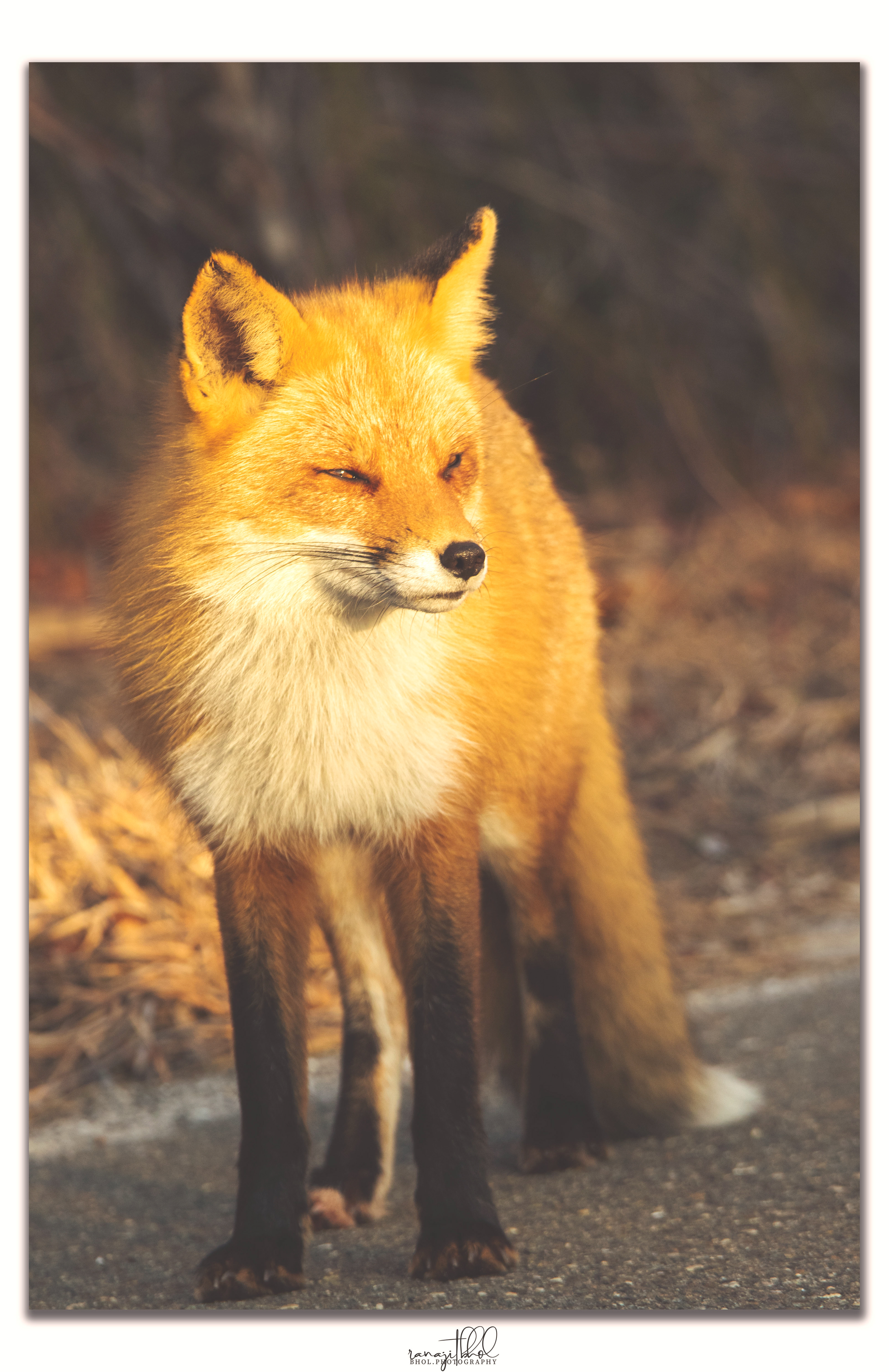 Red fox at Island Beach State Park, NJ