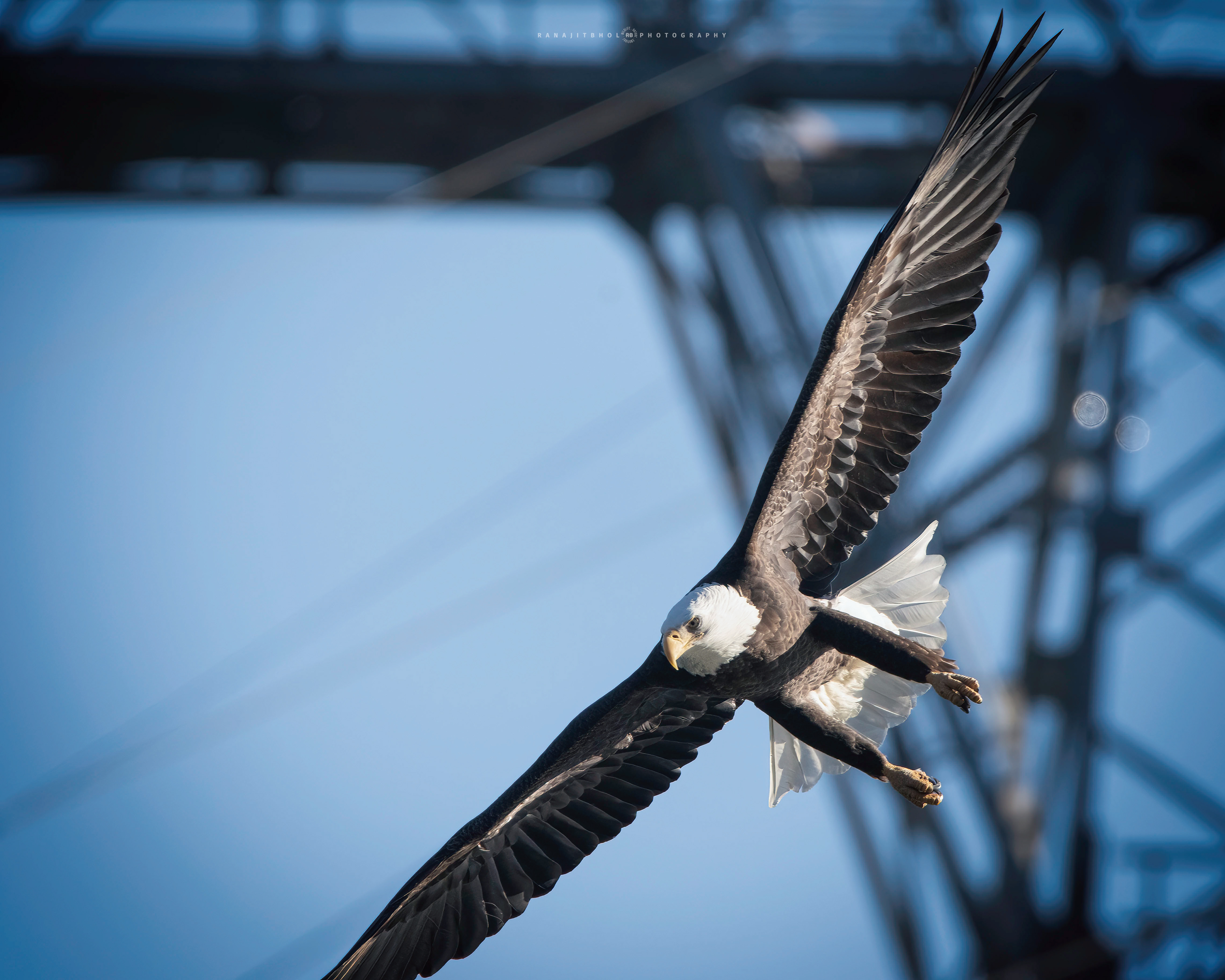 Showing of its well tones calf muscles