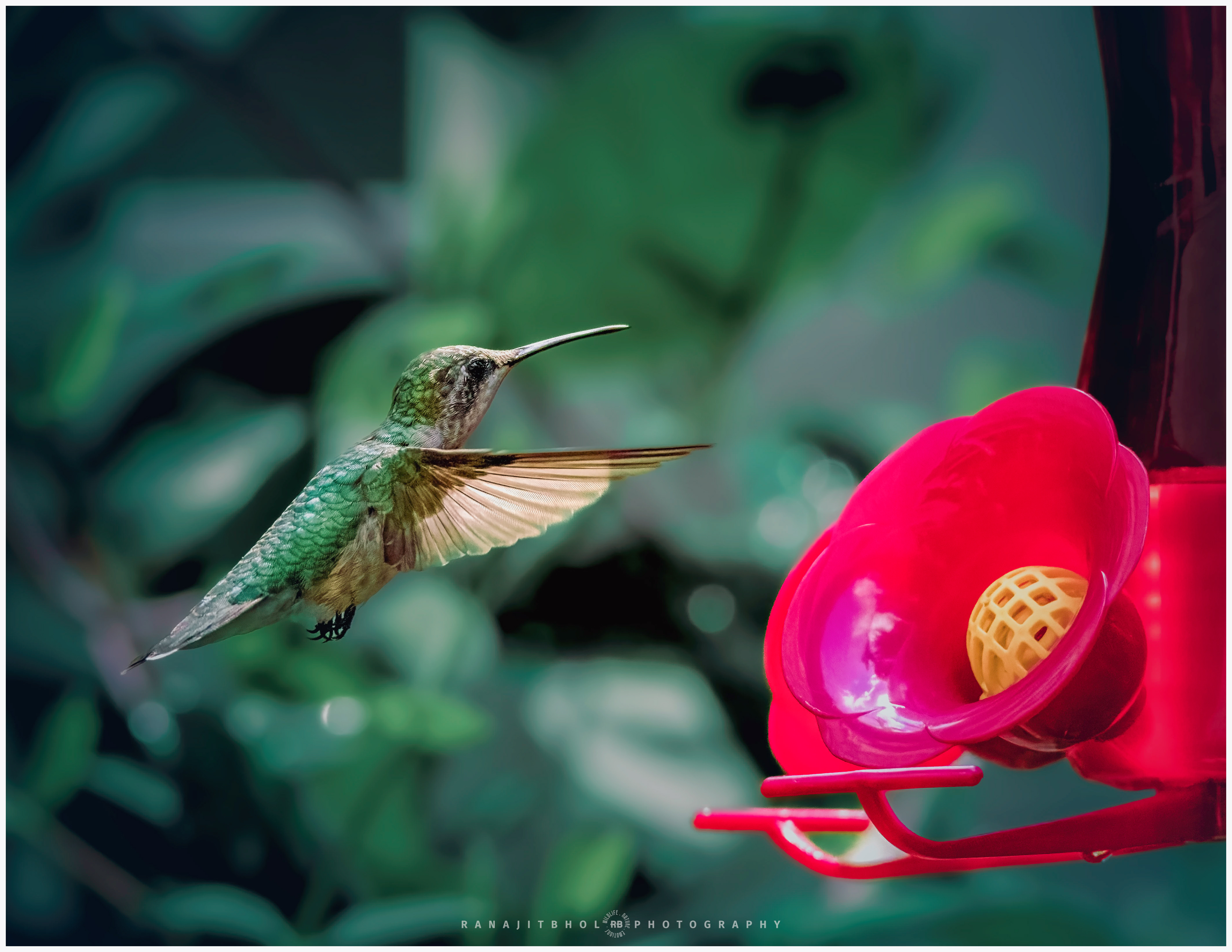 Ruby Throated Hummingbird