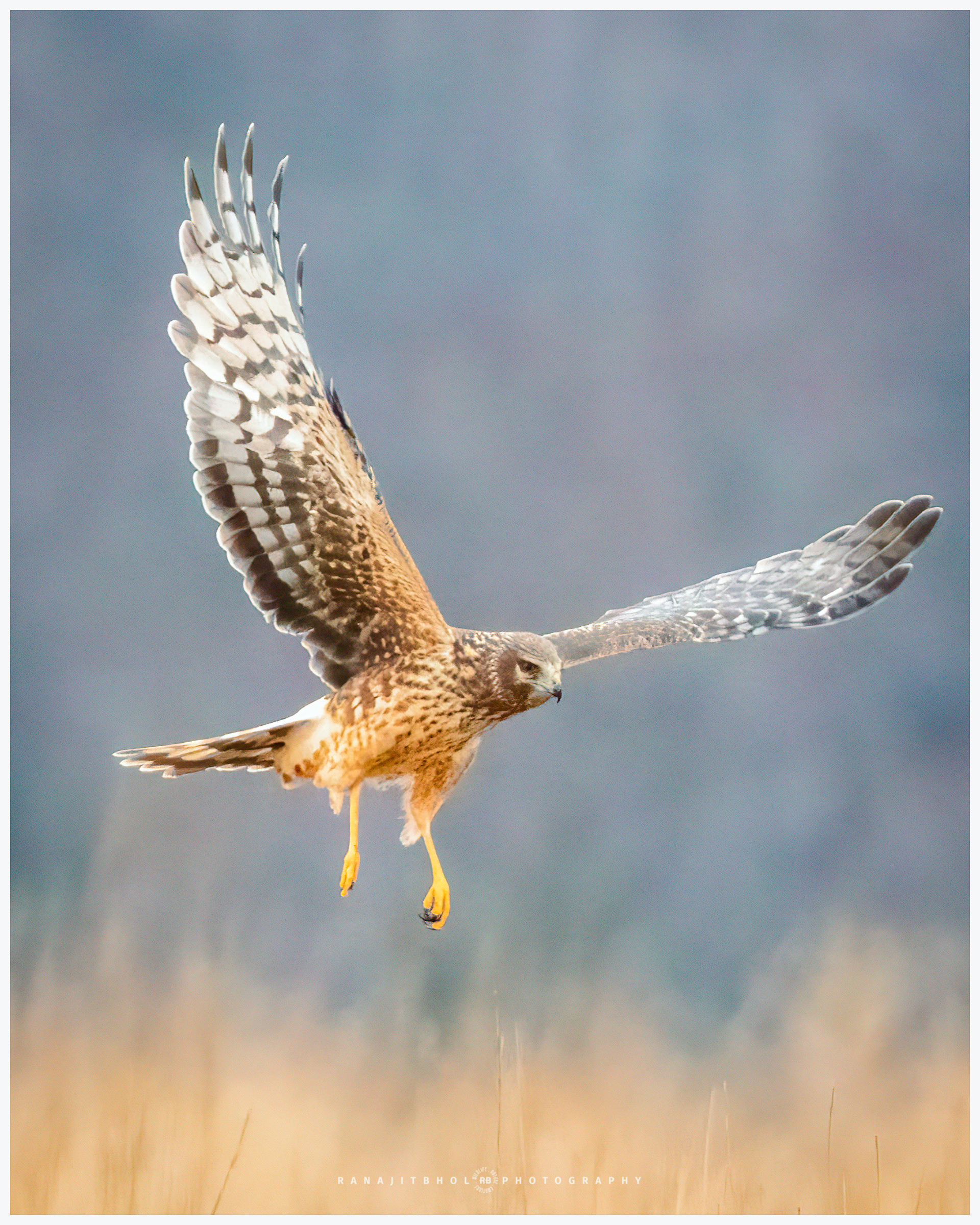 Female Northern Harrier