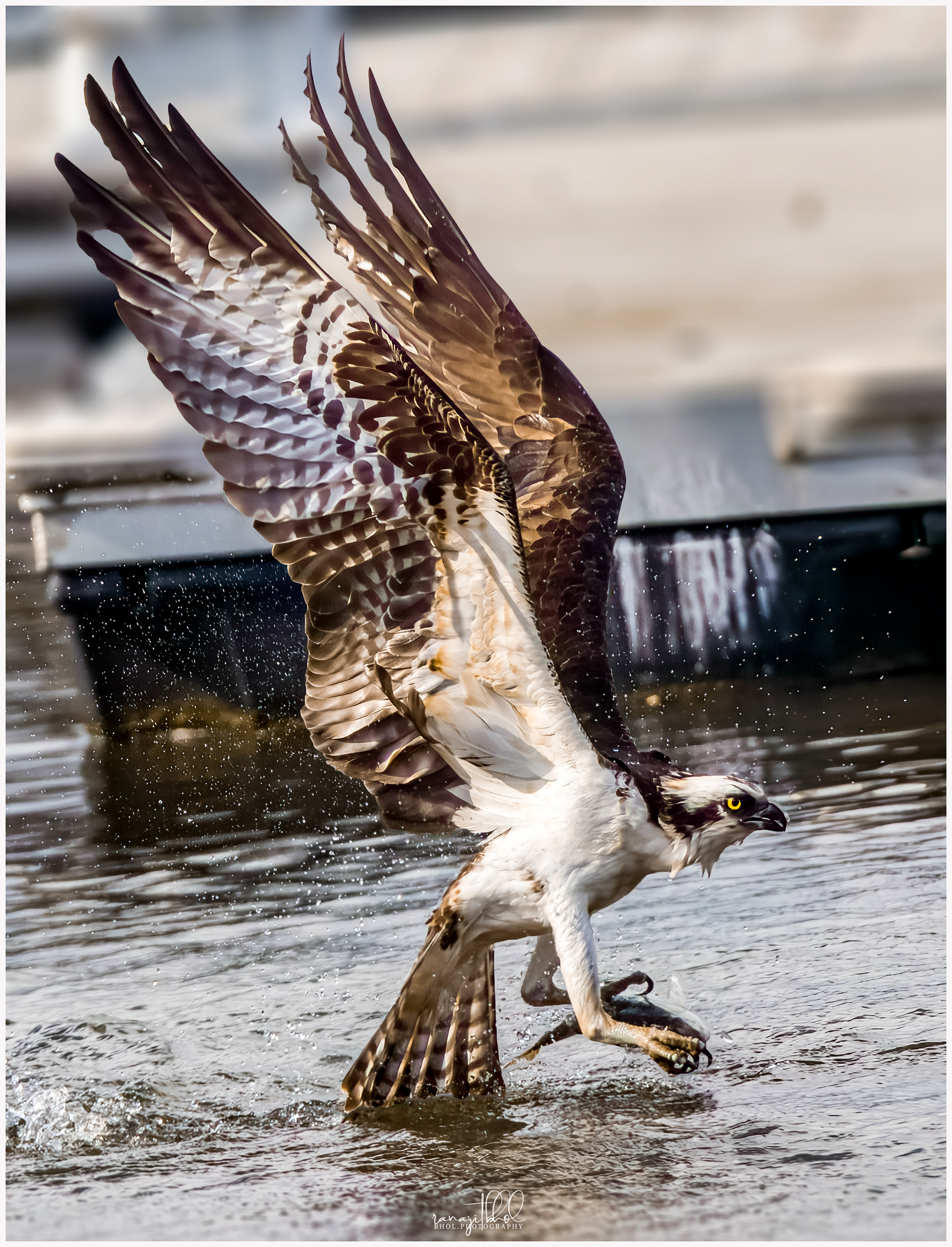 Osprey picking up fish from water