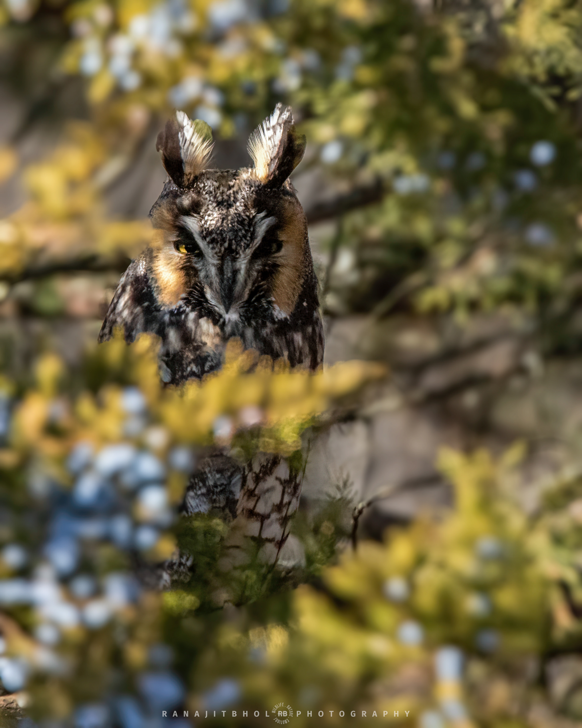 Long Eared Owl