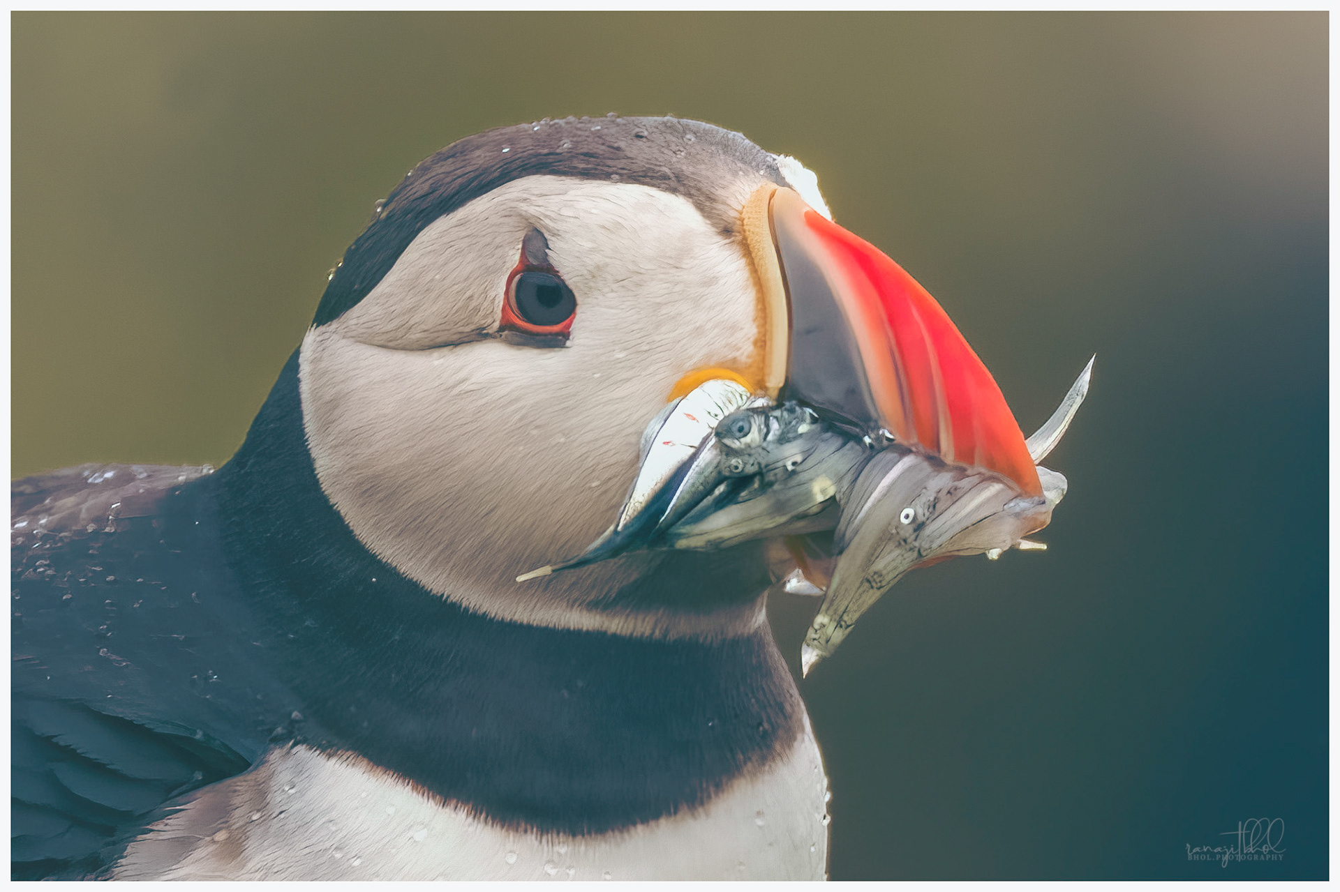 Closeup of an Atlantic puffin with its catch, Isle of May, Scotland