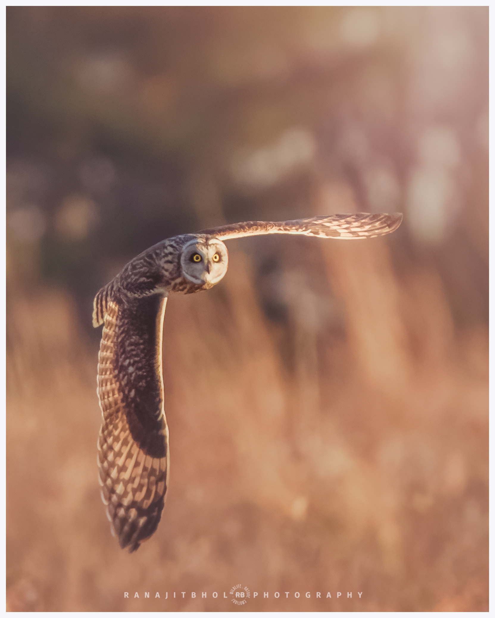Short Eared Owl in flight