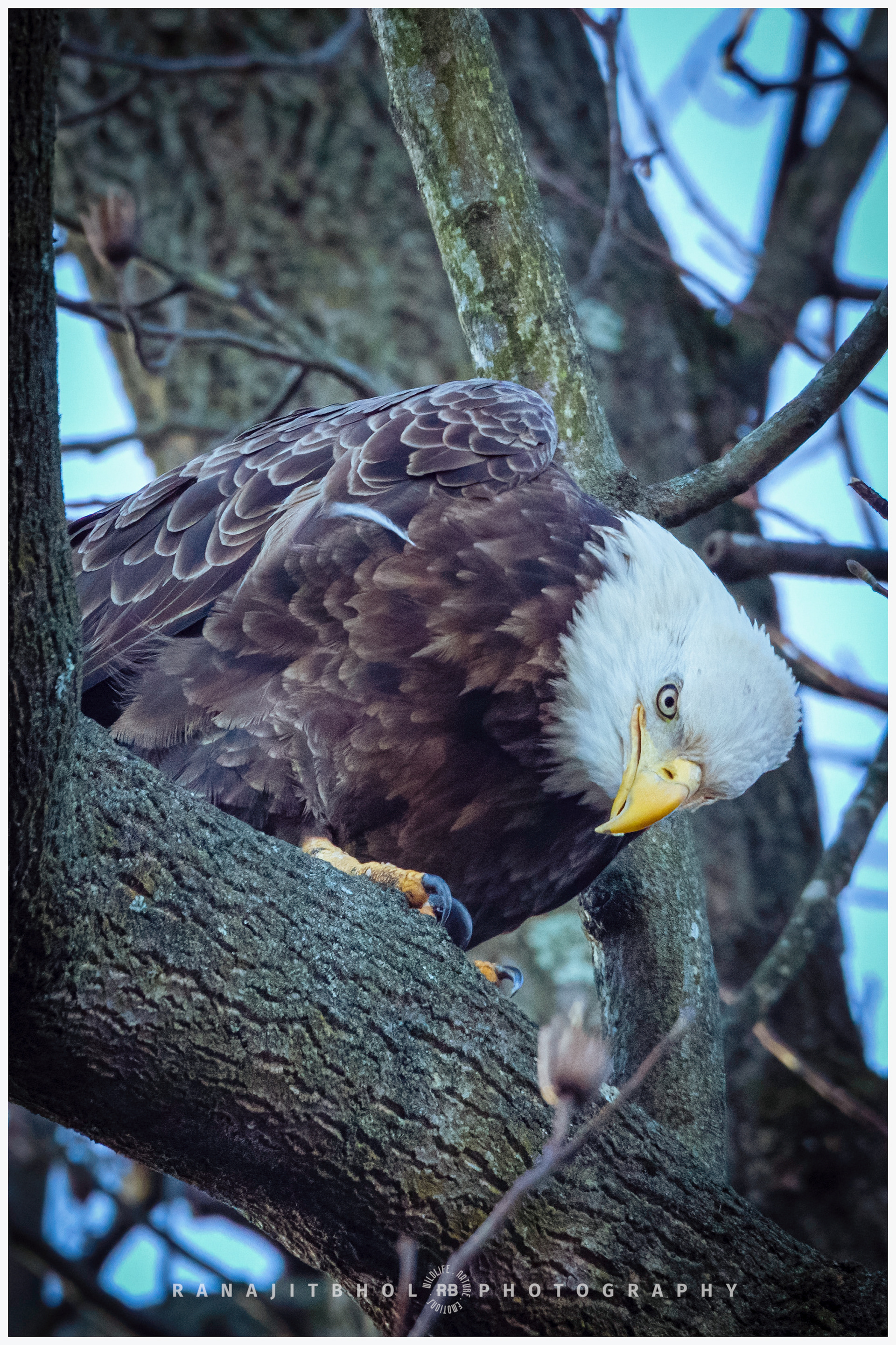 Hey, do you want my pic?!