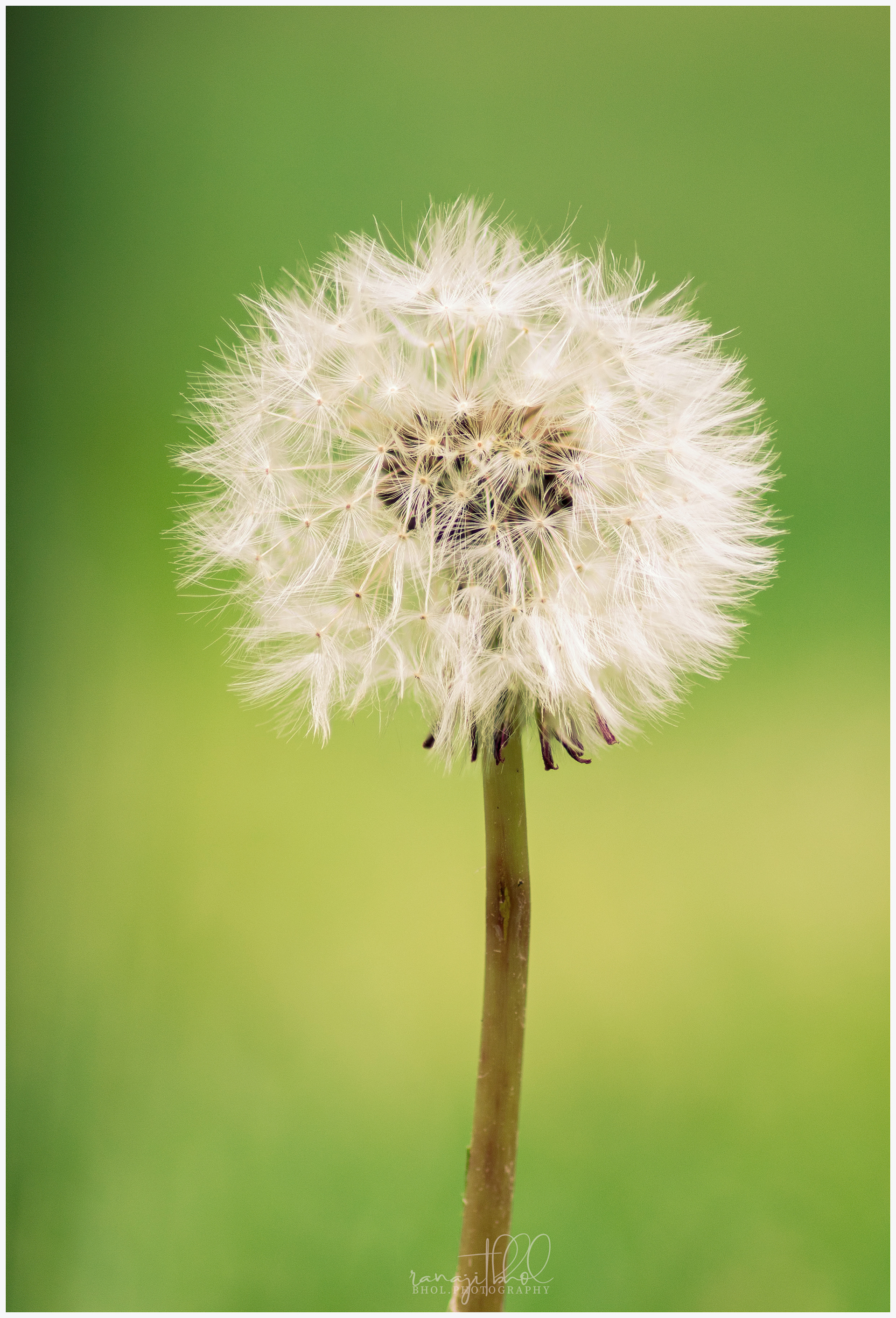 Dandelion Spring Blossom