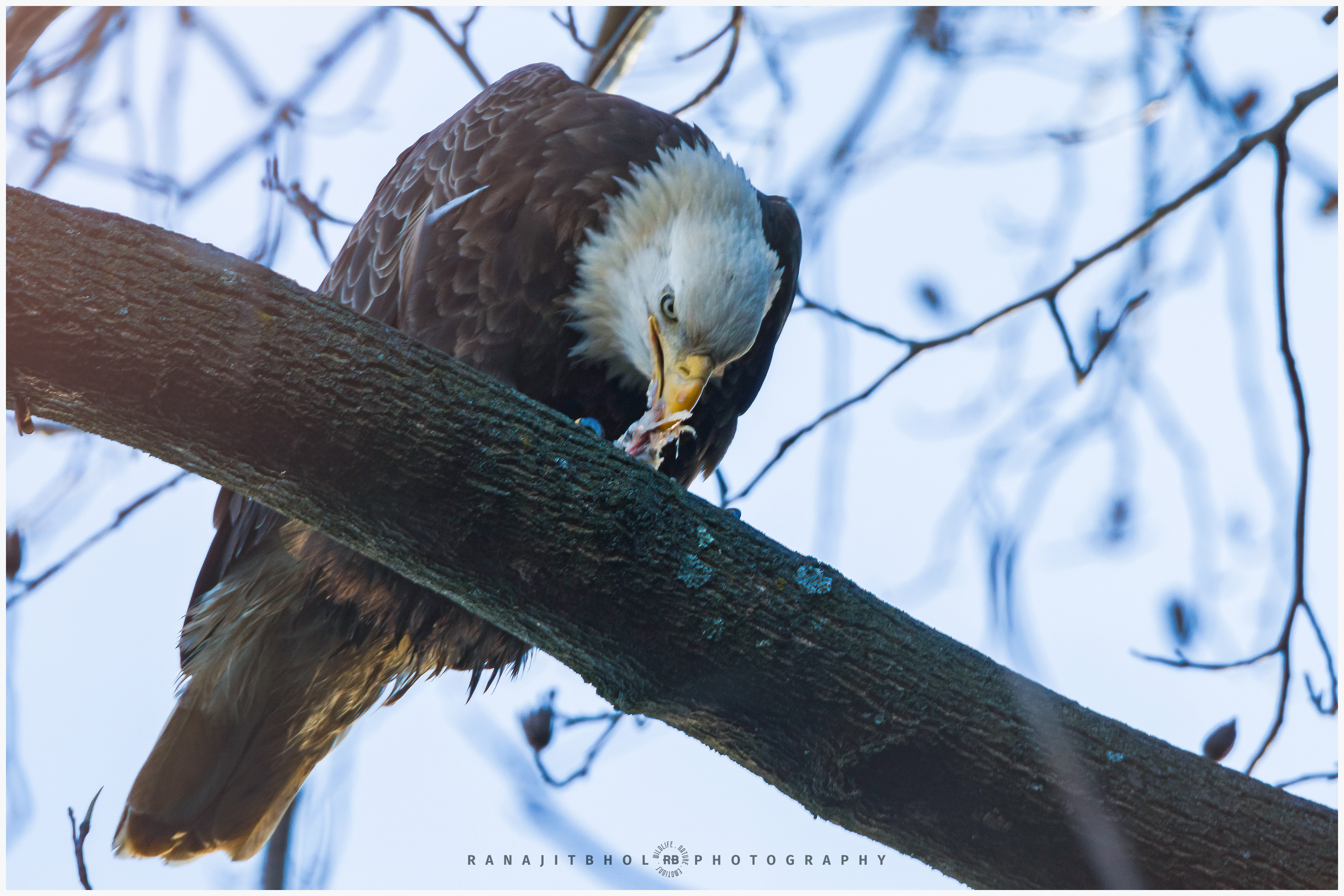 This sure is tasty...Bald Eagle feasting on its catch