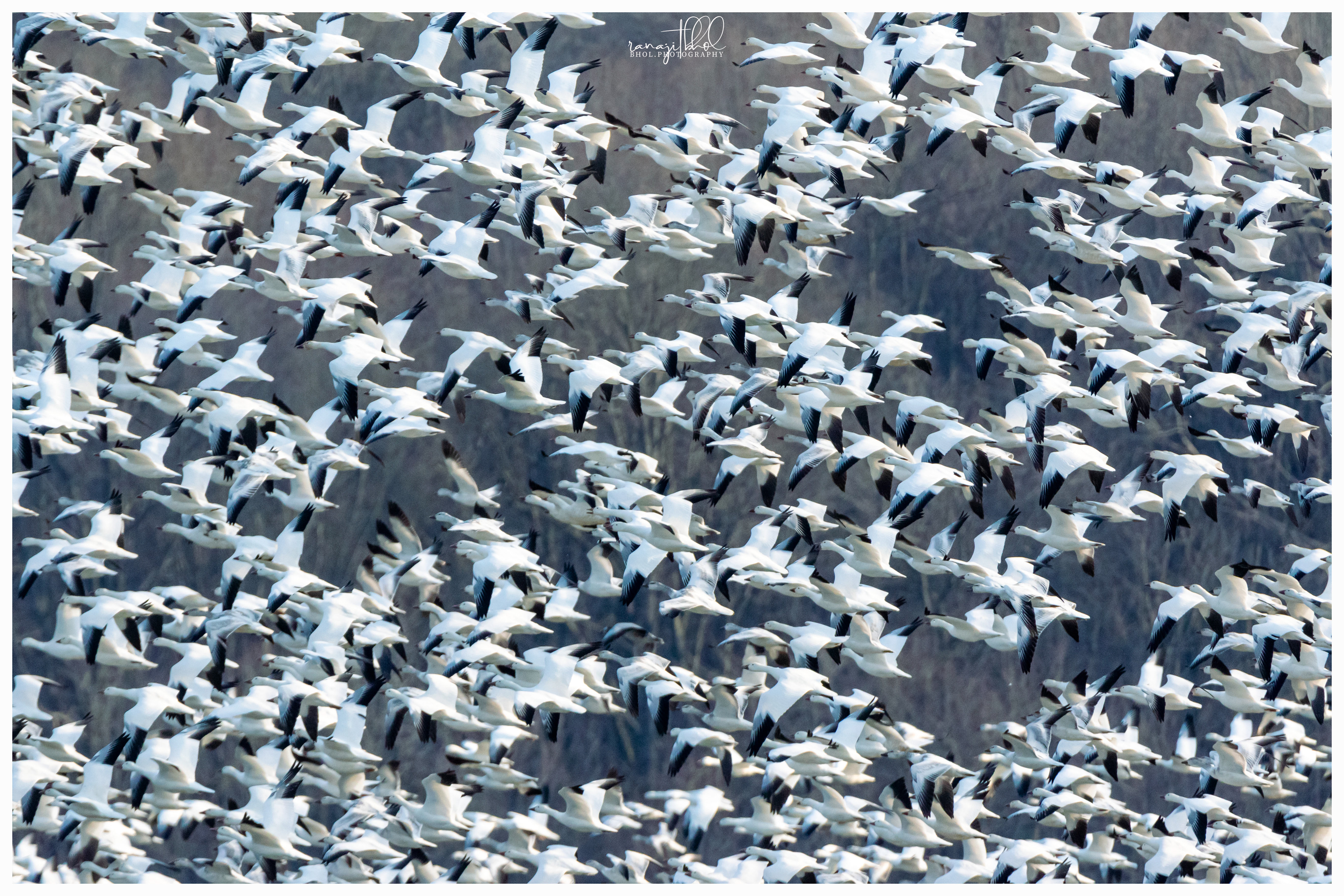 Snow Geese Migration at Middle Creek, PA