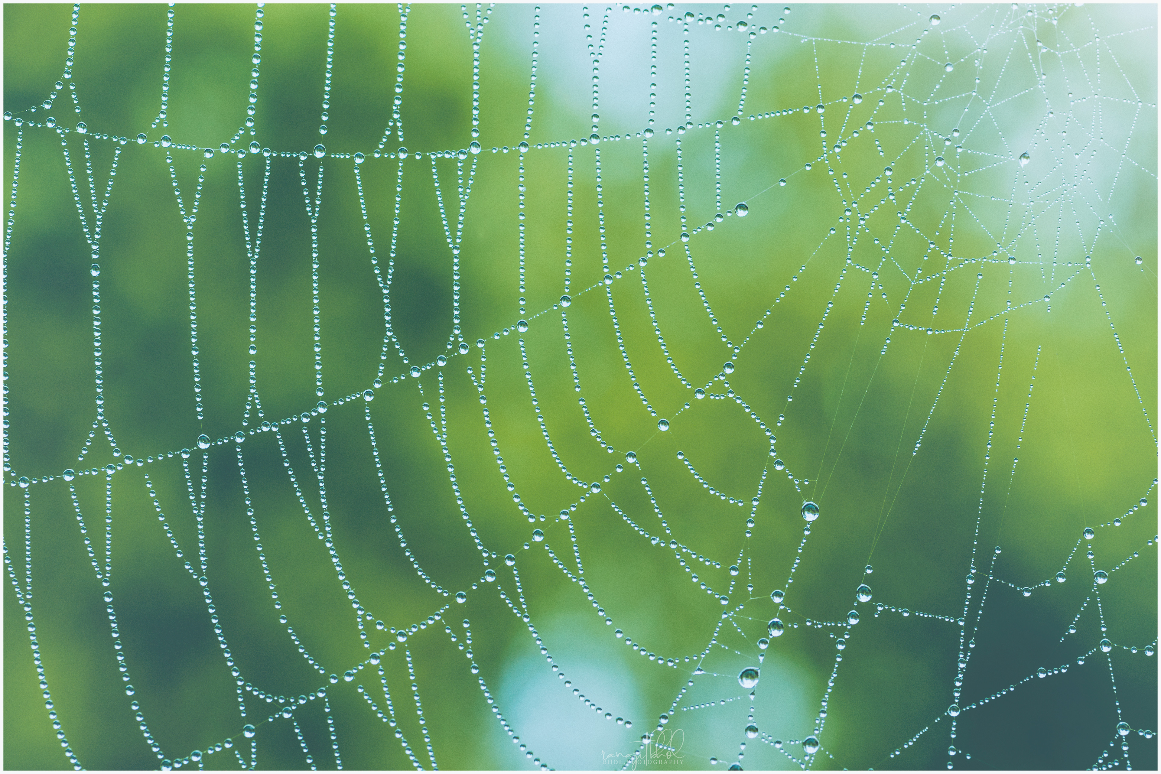 Pearls of Nature - designer spider webs