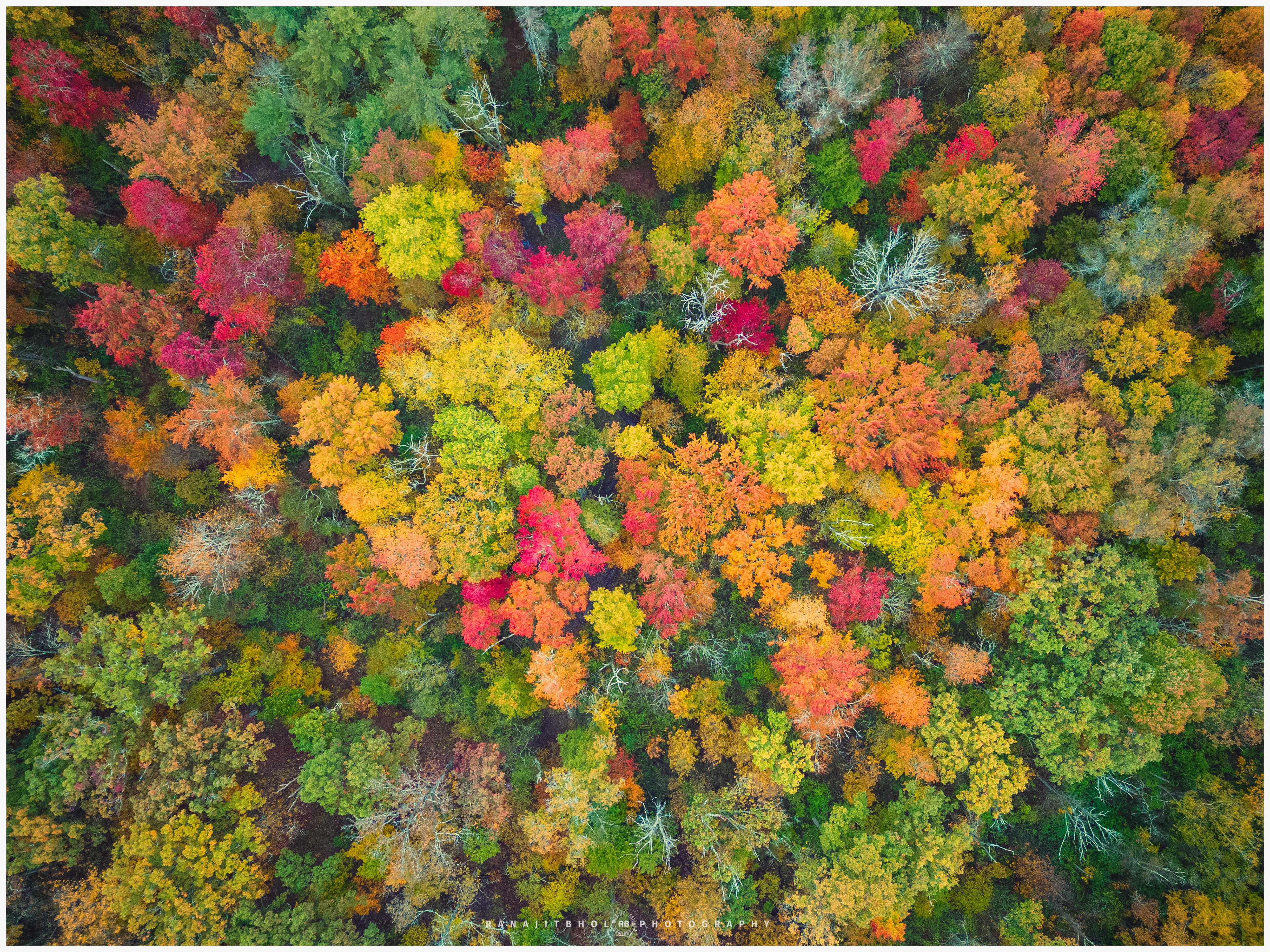 Birds Eye View of Fall Foliage, NJ