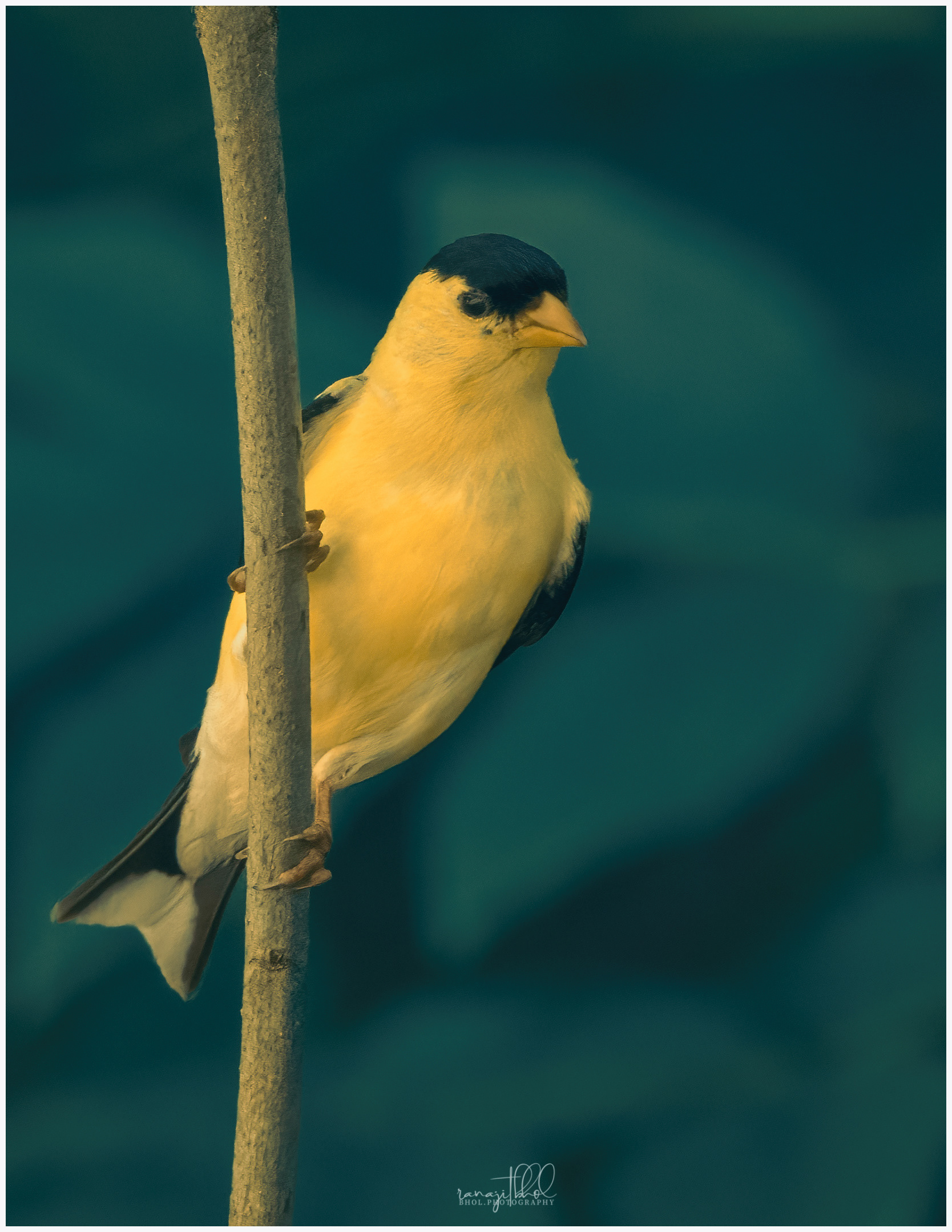 Yellow Finch