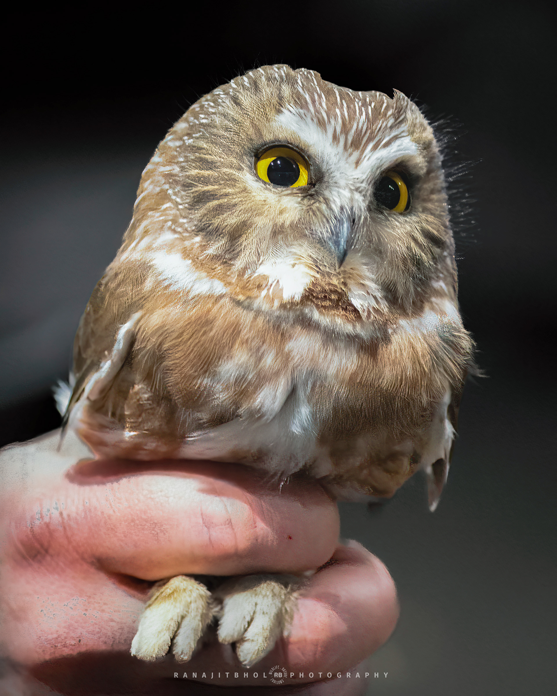 Northern Saw-Whet Owl