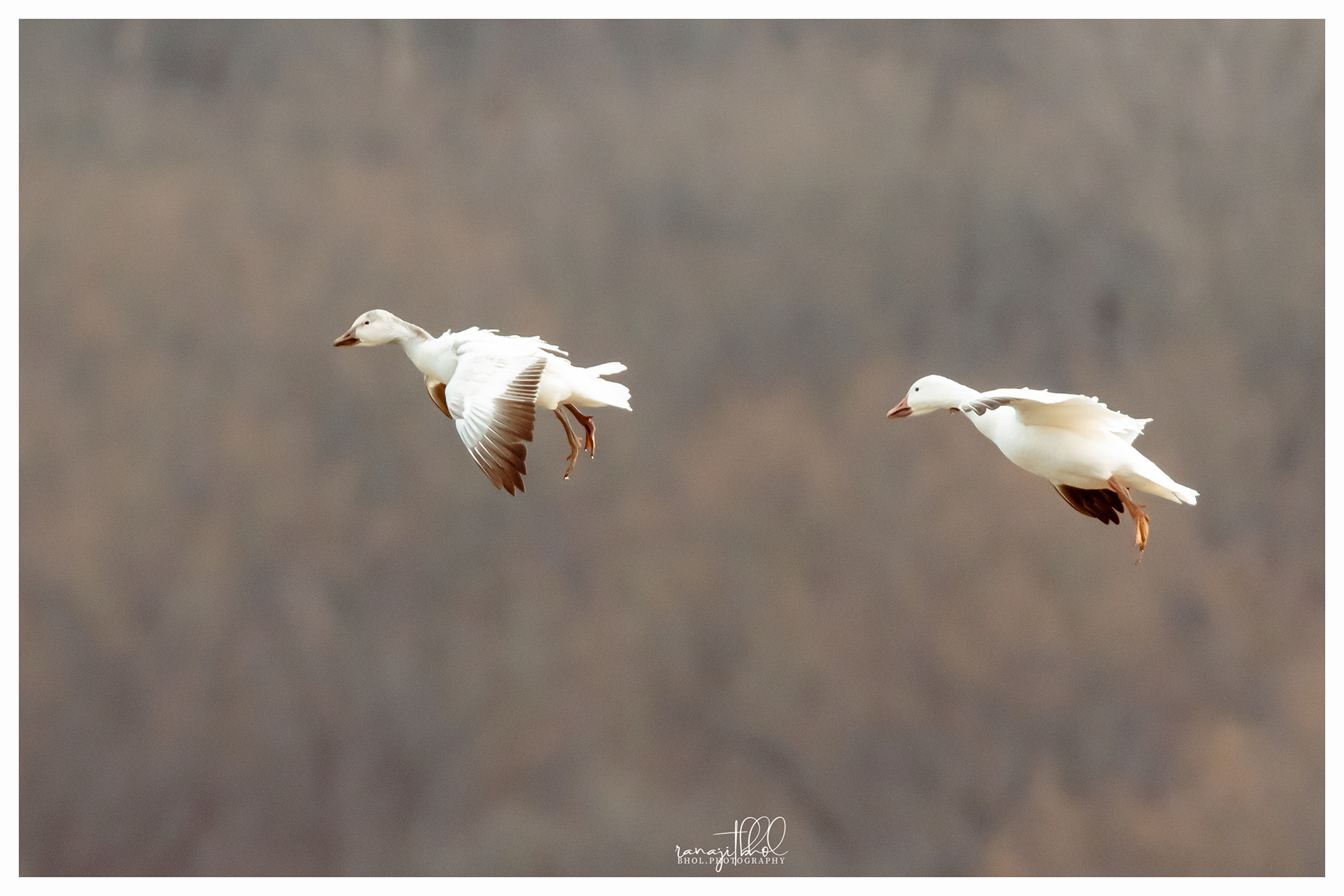 Snow Geese Migration at Middle Creek, PA