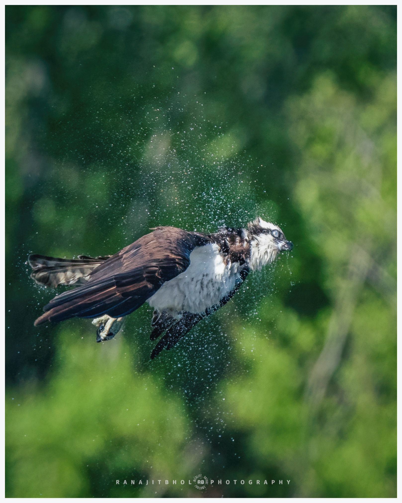 Osprey shaking off the water after a dip